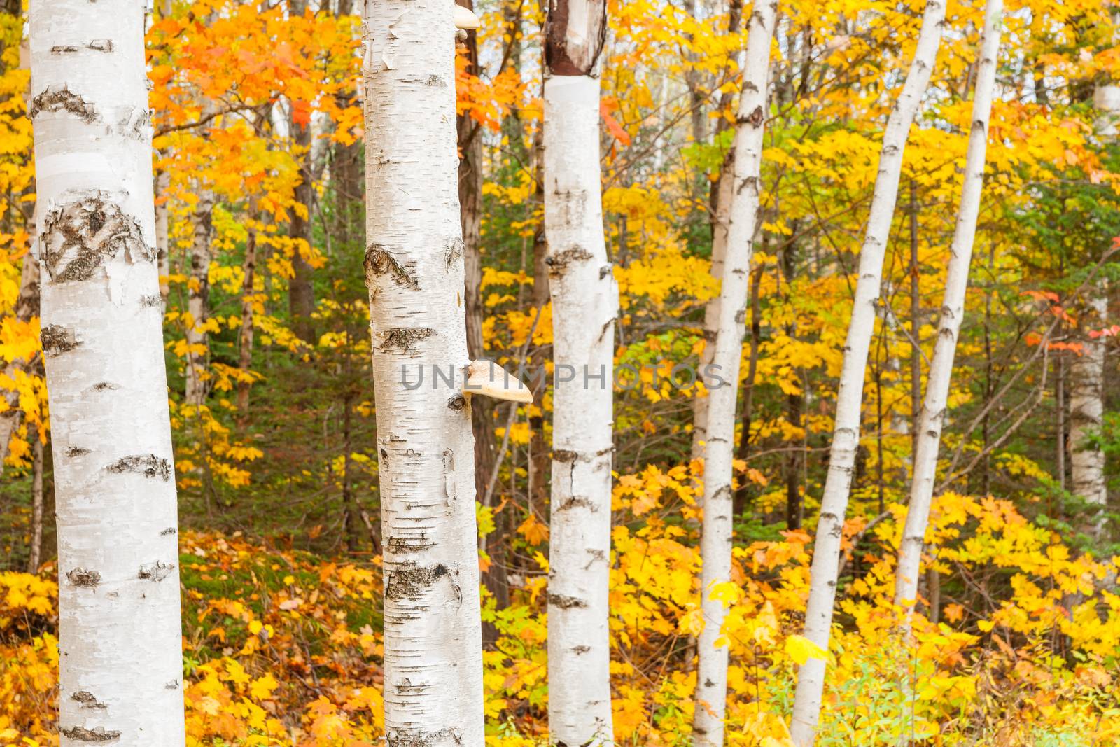 Bright white trunks and brilliant fall colors of New England for by brians101