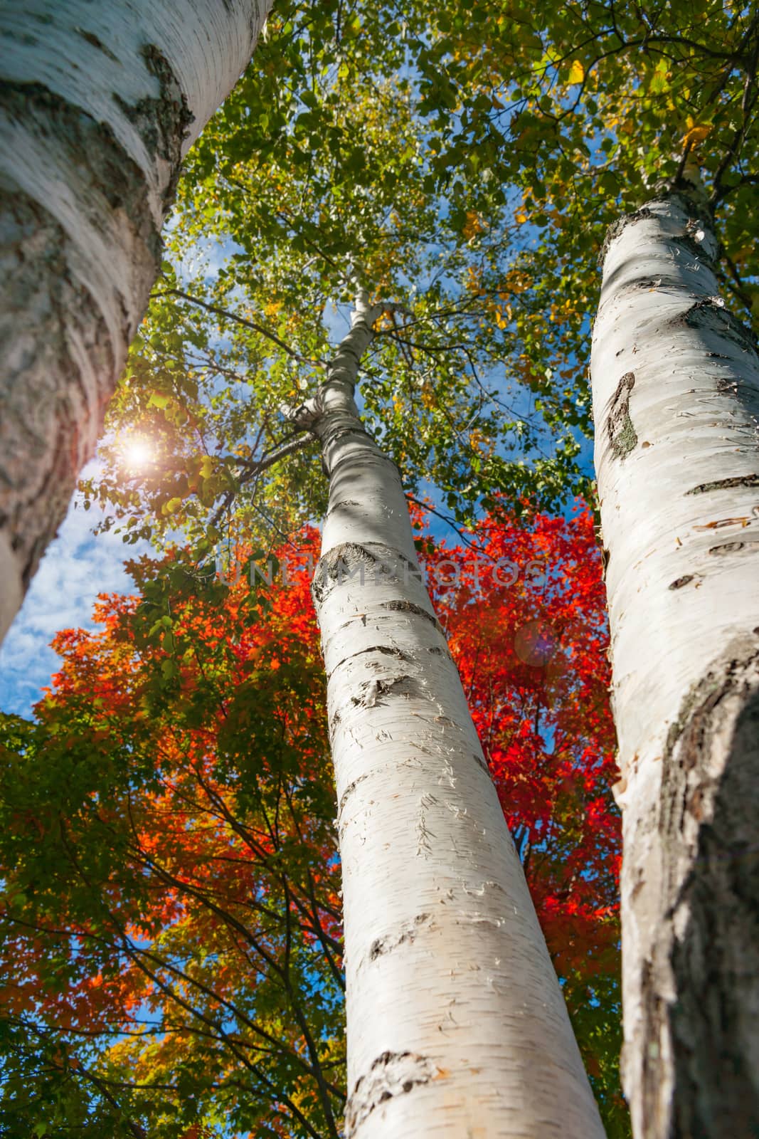 Bright white trunks of birch trees against brilliant autumn foliage colors of New England fall from low angle point of view.