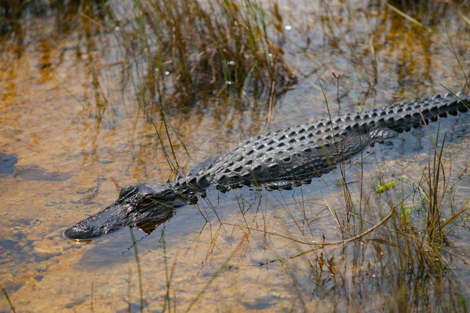 Florida alligator swimming  in the marshes by brians101