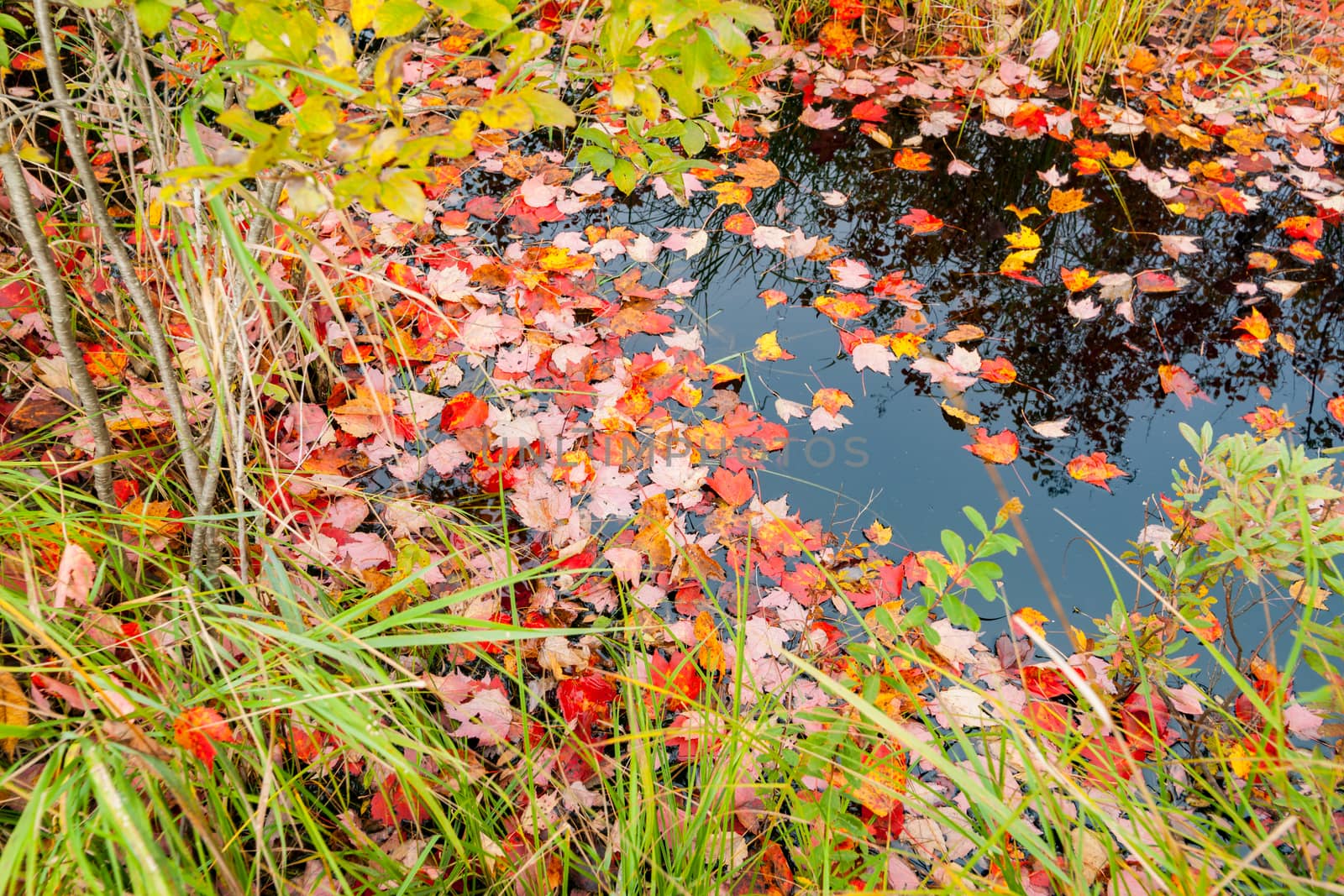 Leaves dropped into and floating on calm small pond. Maine USA. by brians101