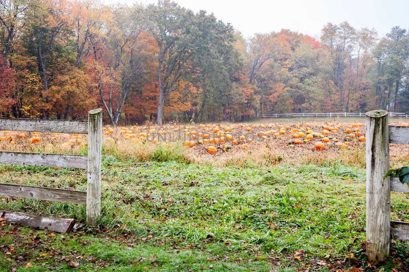 Field of ready to pick pumkins through wooden fence on misty damp autumn day in New England.