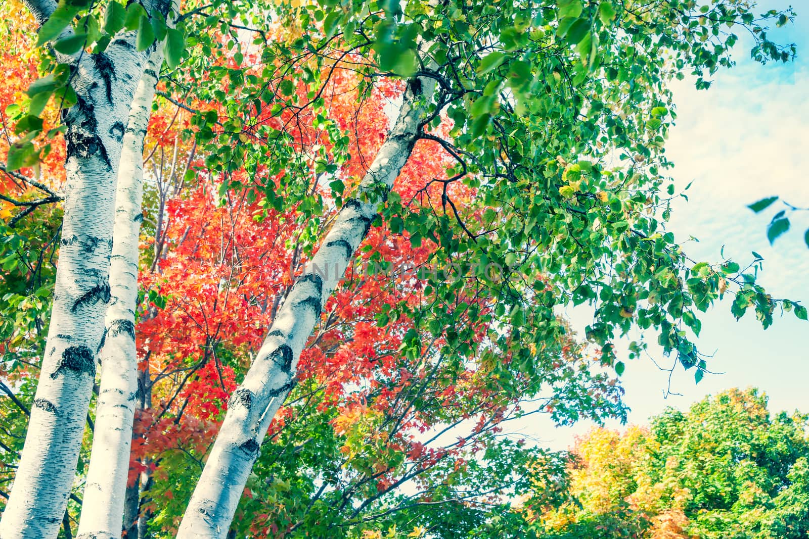 Bright white trunks of birch trees against brilliant autumn foliage colors of New England fall from low angle point of view cross processed image