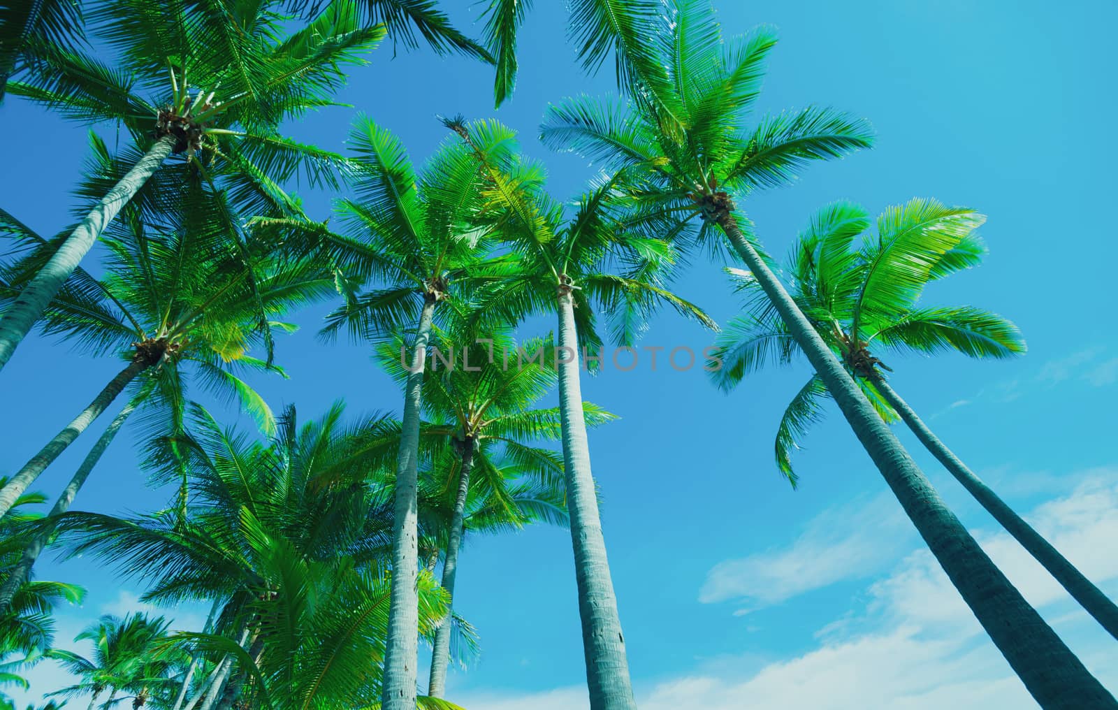 Low angle coconut palm trees. by brians101