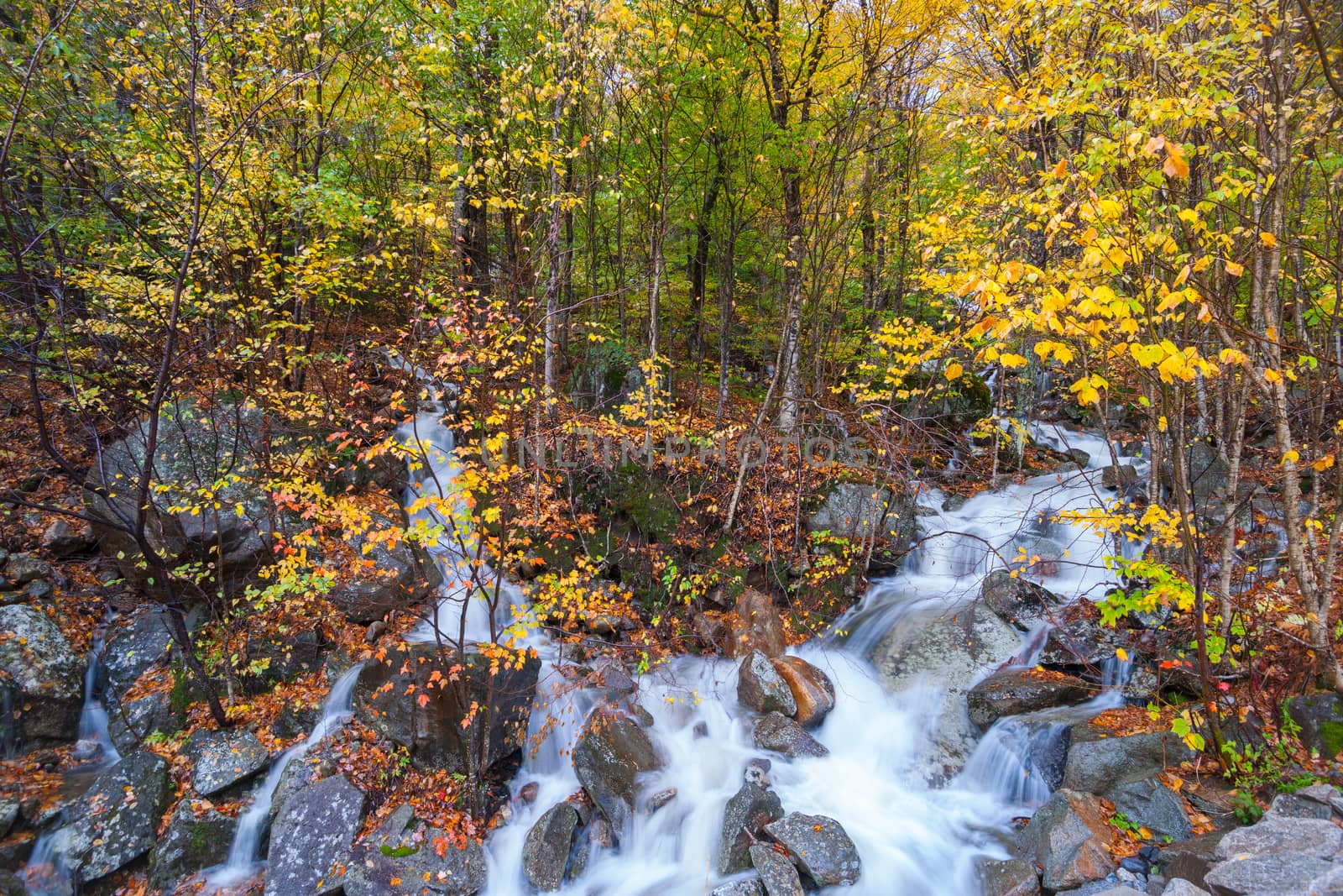 Merging greeks tumbling between trees and over rock in New Hampshire forest USA