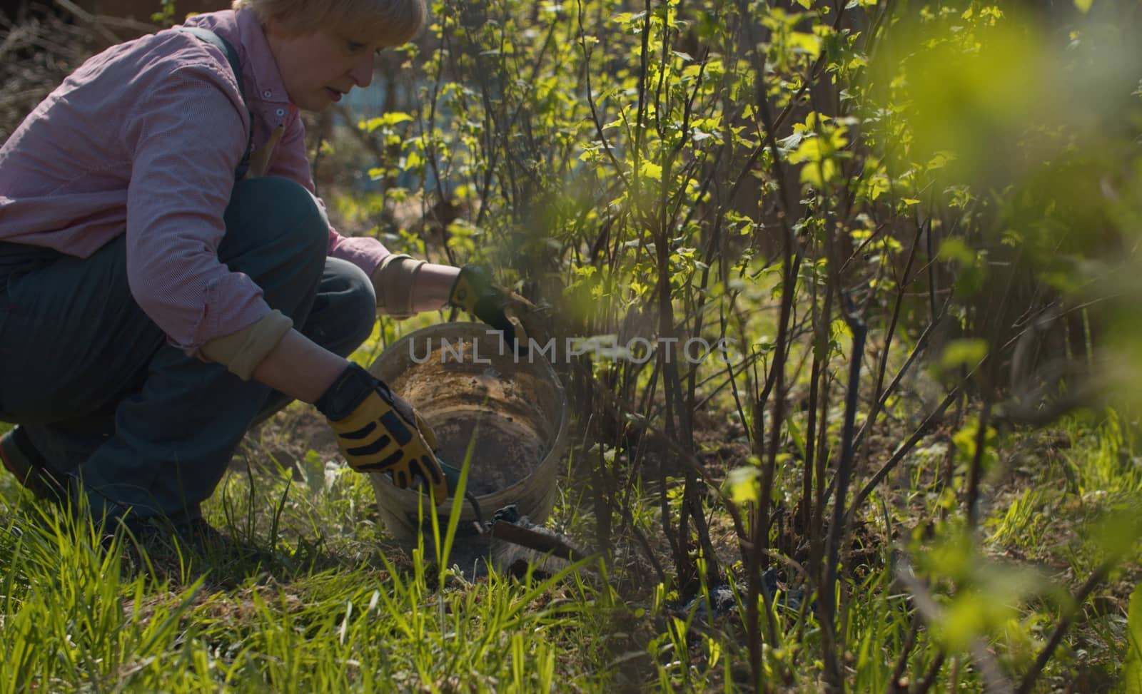 Middle-aged woman pouring soil enrichment - ash around currant bushes. Spring work in the countryside garden. Healthy and active lifestyle concept.