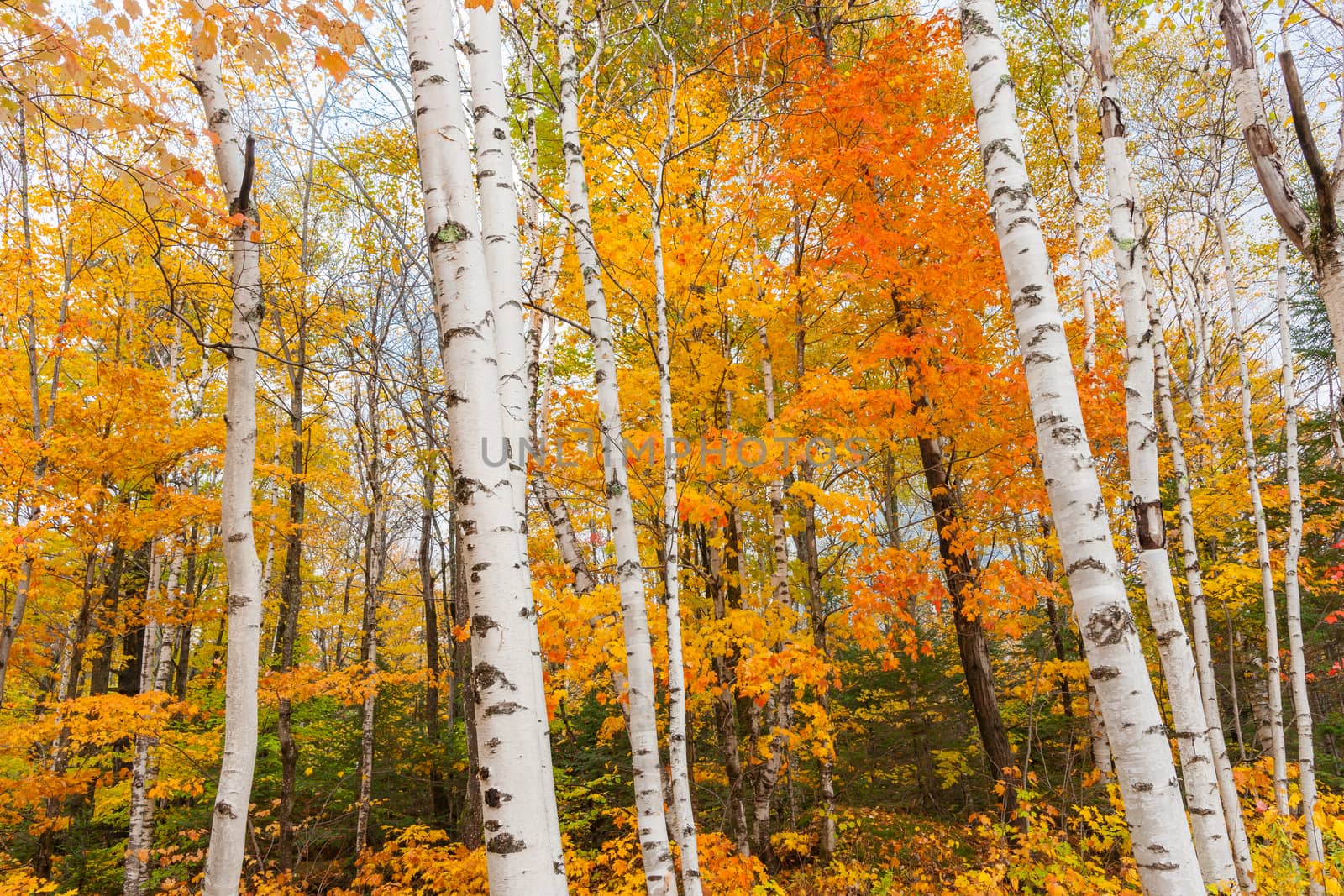 Bright white trunks and brilliant fall colors of New England forest.