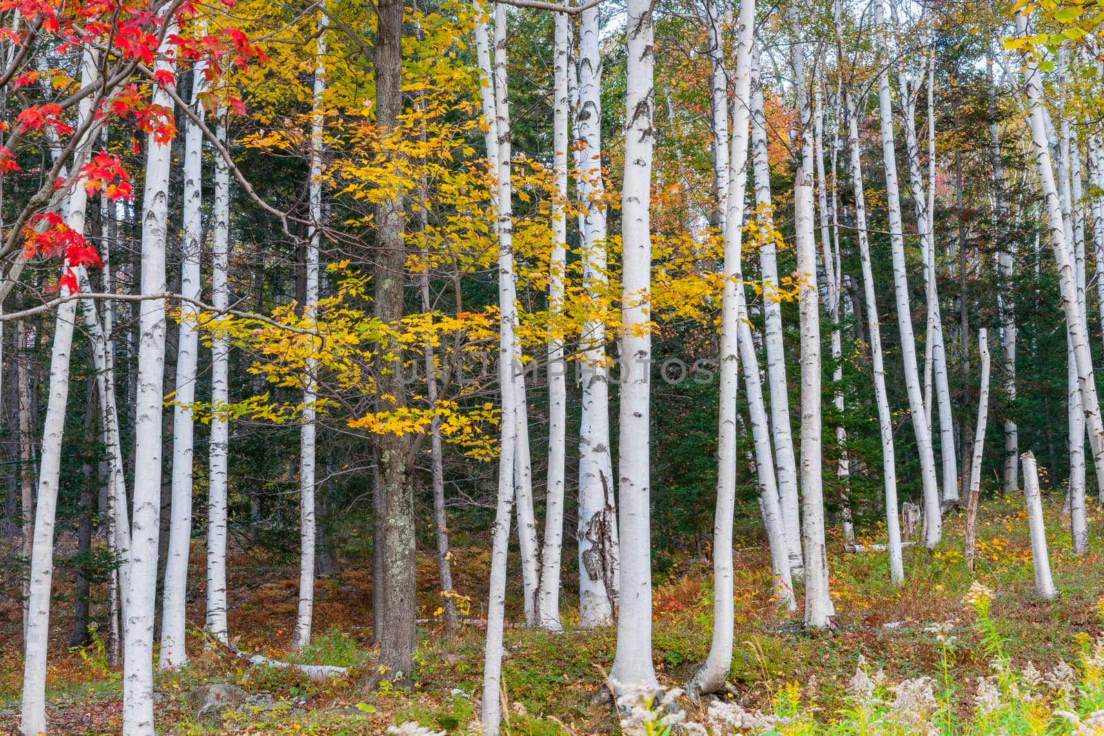 White trunks of Silver or paper birch tree forest in brilliant fall colors.