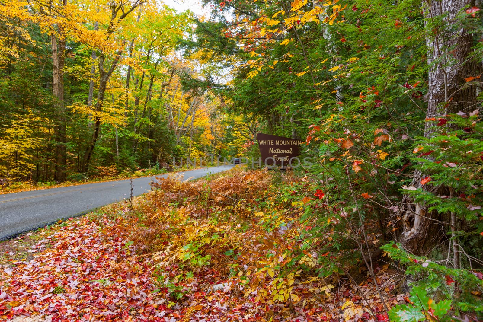 Road through New England colorful  forest in fall. by brians101