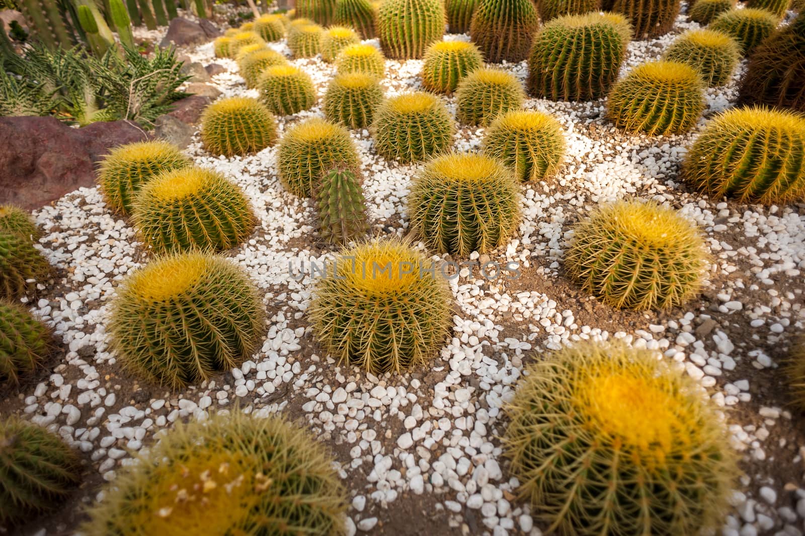 Beautiful small cactus field in Chengdu, China