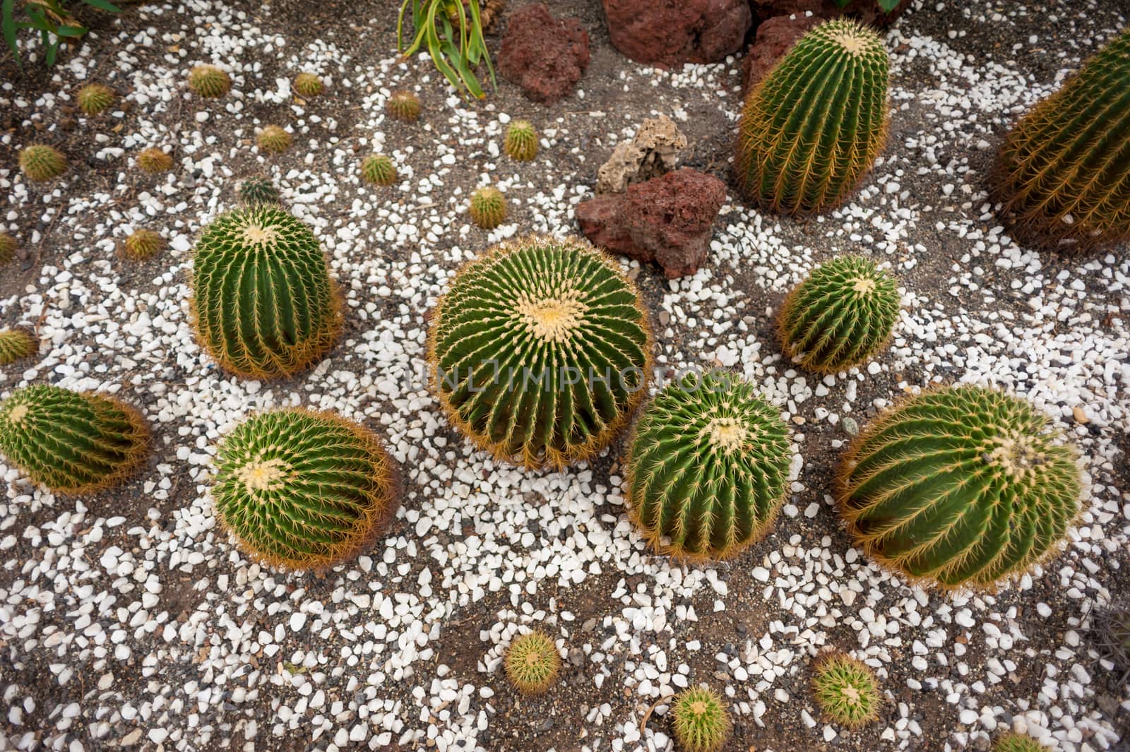 Beautiful small cactus field in Chengdu, China