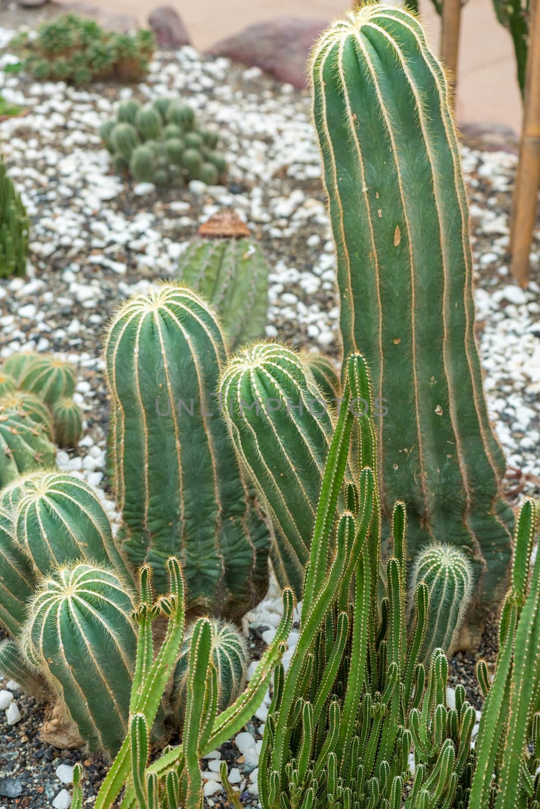 Beautiful small cactus field in Chengdu, China