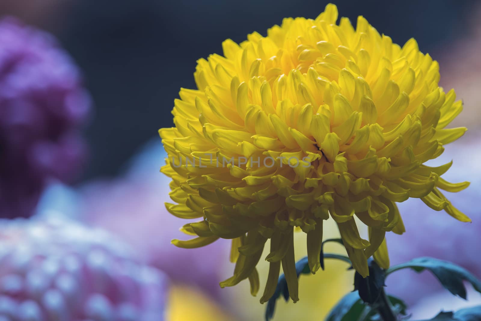 Yellow chrysanthemum flower head close-up with focus on foreground