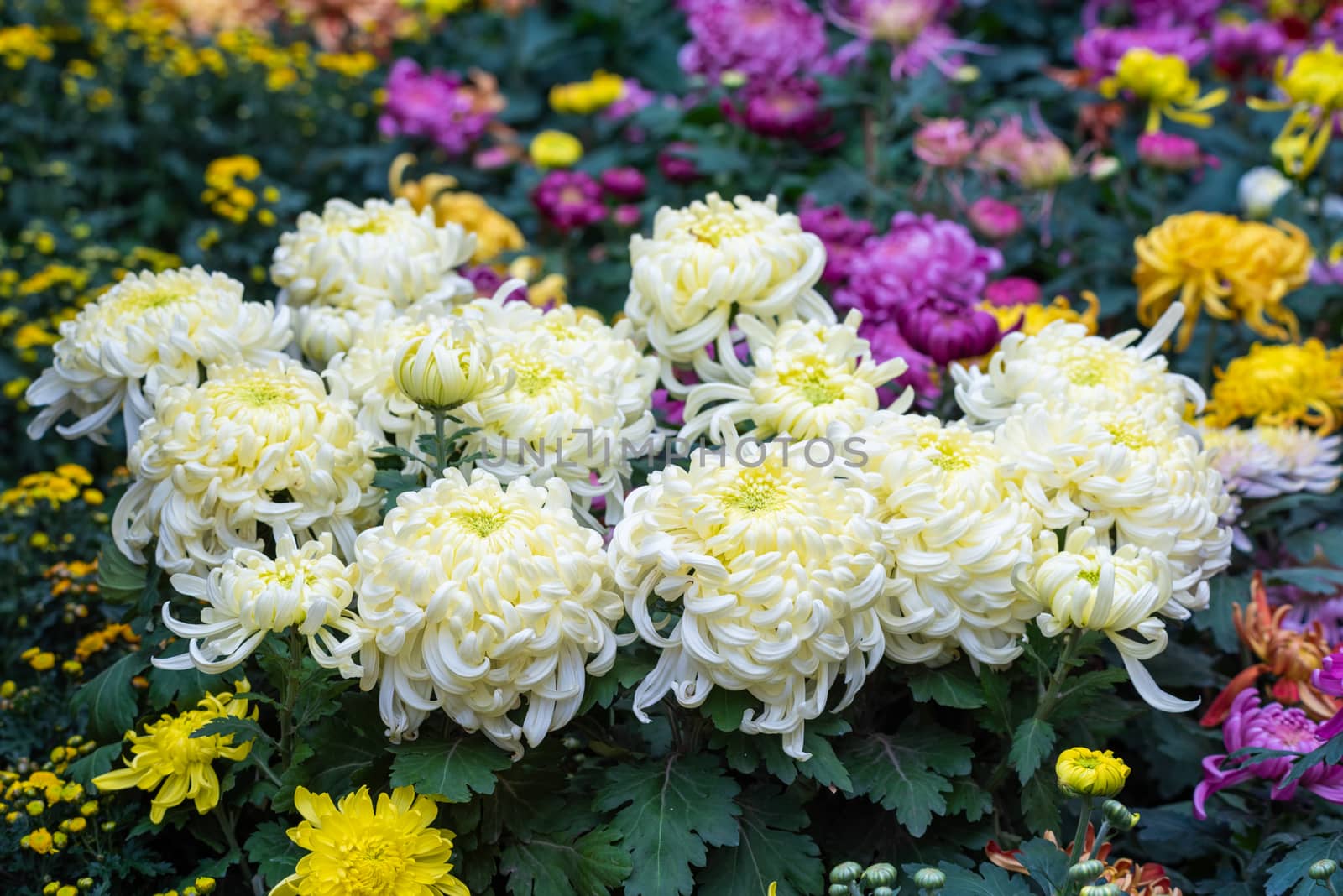 Multicolor chrysanthemum flower bed in Chengdu, China