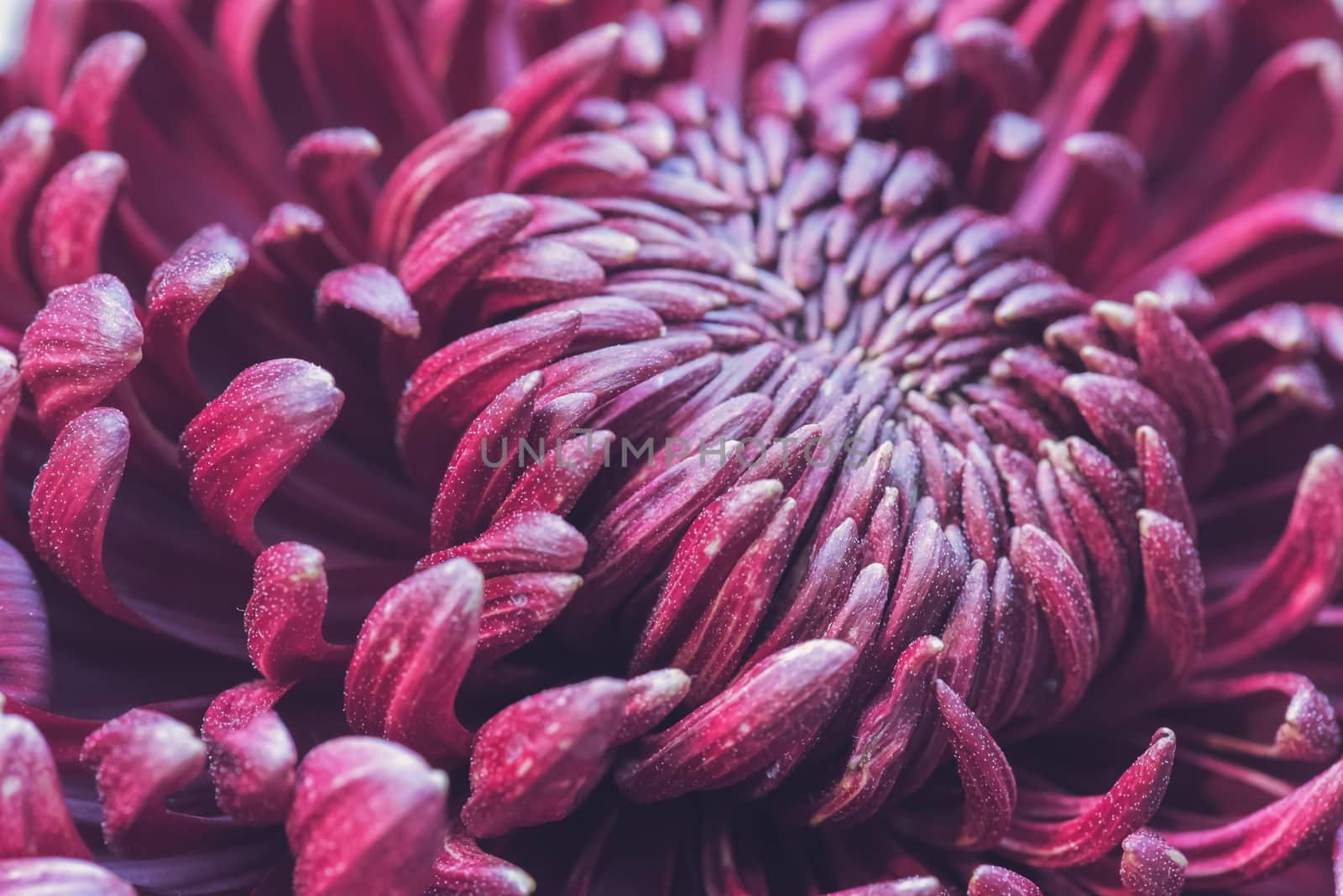 White and purple chrysanthemum flower head close-up