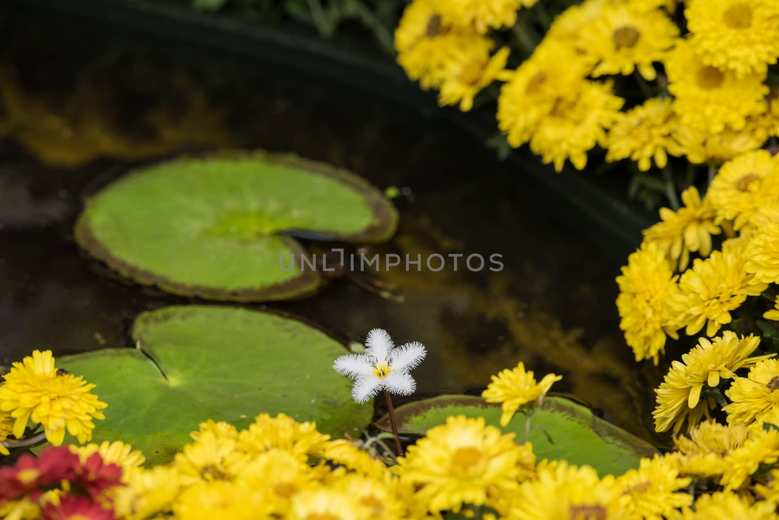 Nenuphar leaves and yellow flowers in a pond