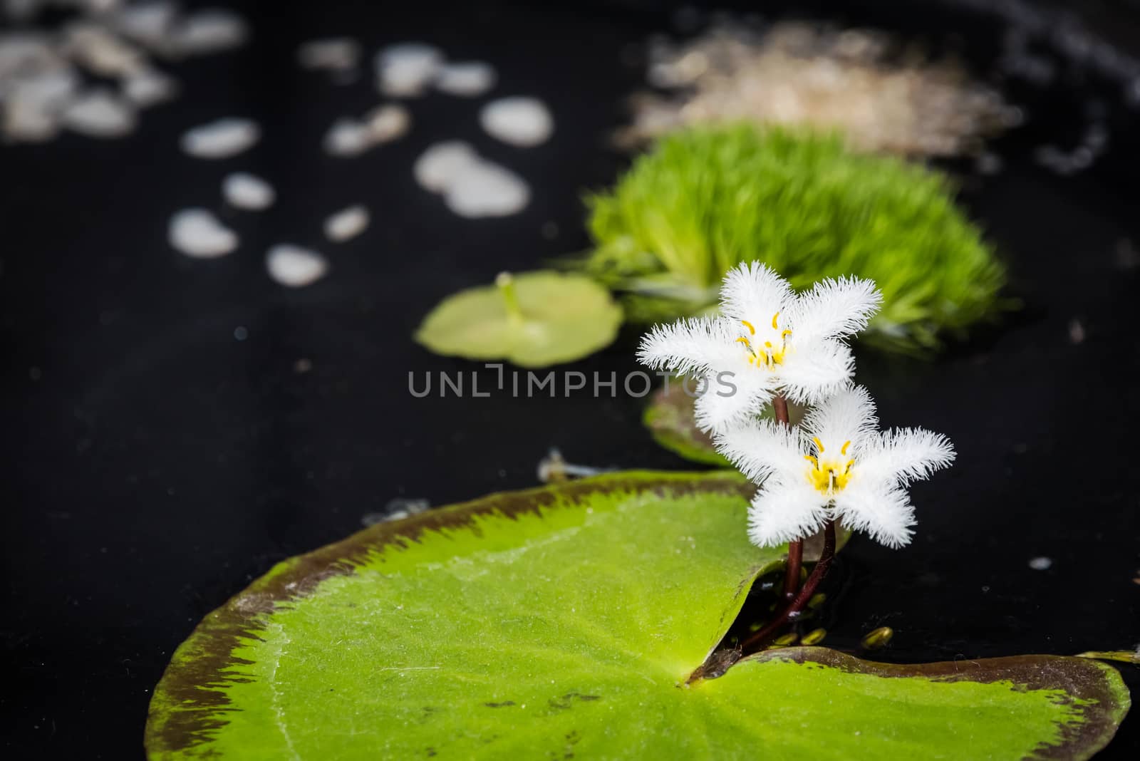 Nenuphar leaves and white flowers in a pond