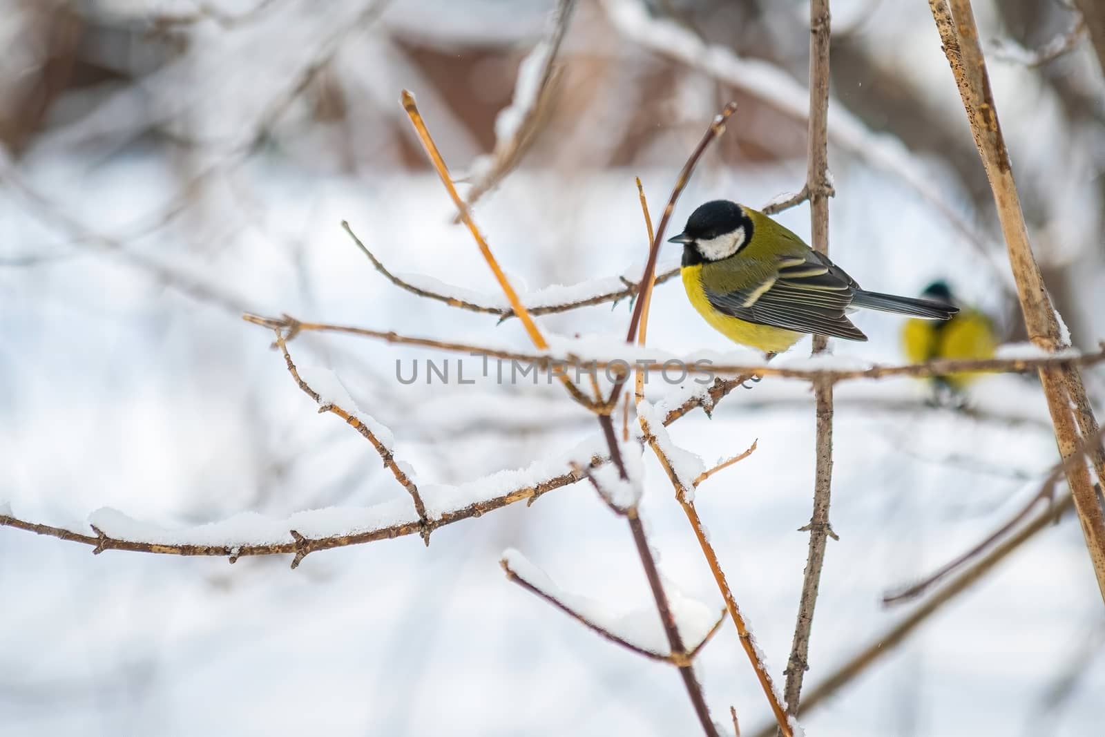 Titmouse on a snowy winter day sitting on a tree branch.