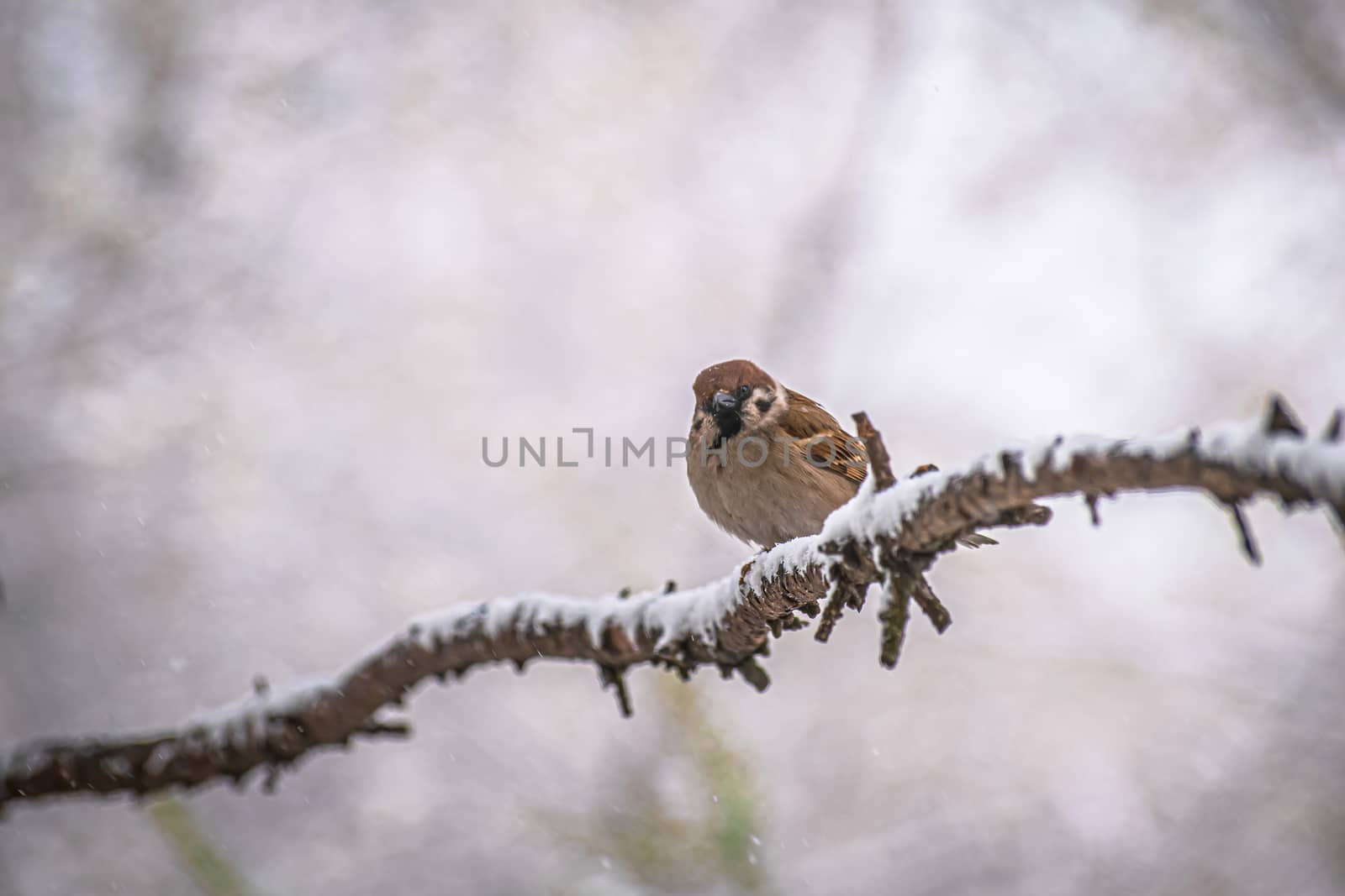 sparrow on a winter day sitting on a tree branch.