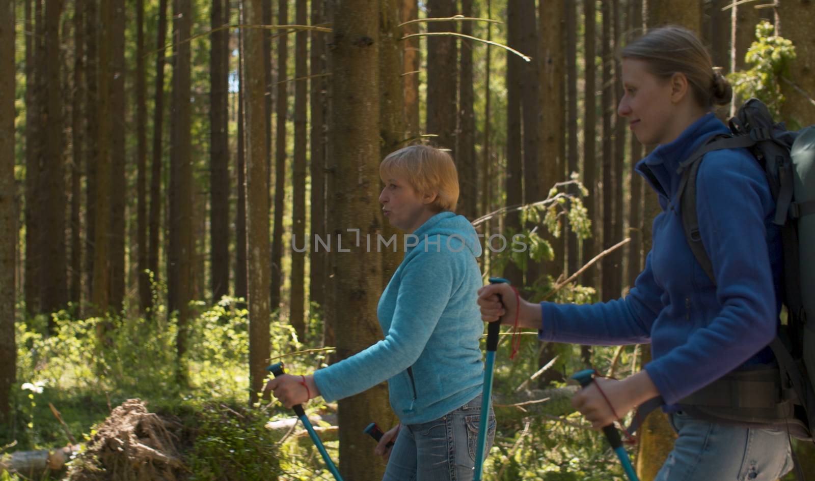 Women walking in the coniferous forest with trekking poles. Trekking in the forest, active and healthy lifestyle concept