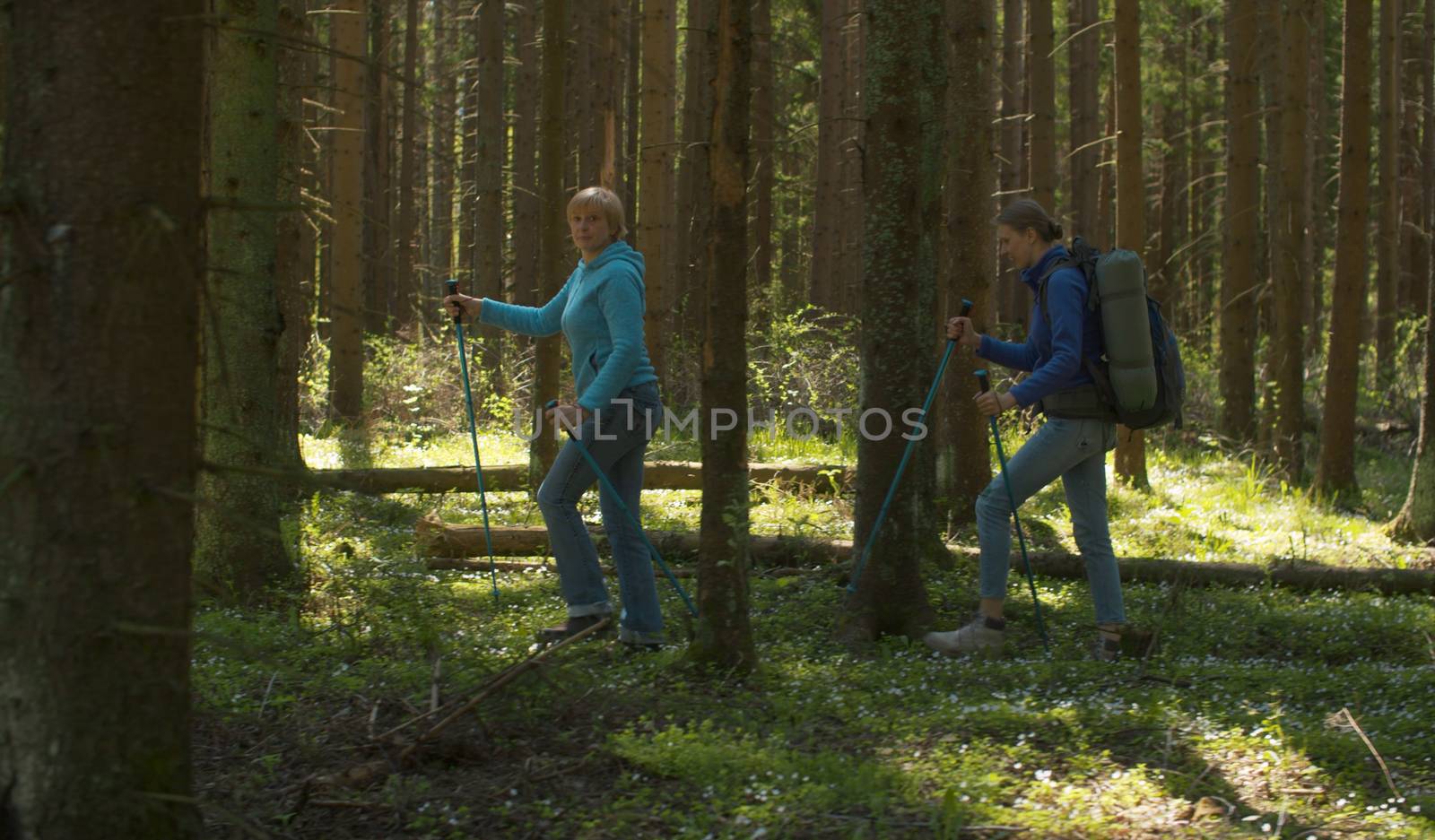 Women hiking in the coniferous forest with trekking poles. Trekking in the forest, active and healthy lifestyle concept