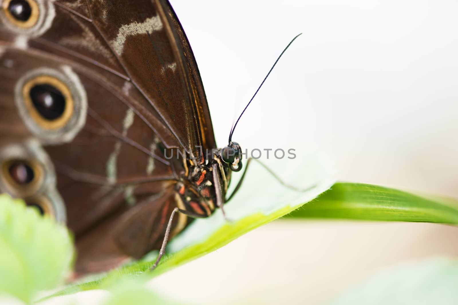 Butterfly close up on a green leaf macrophtography