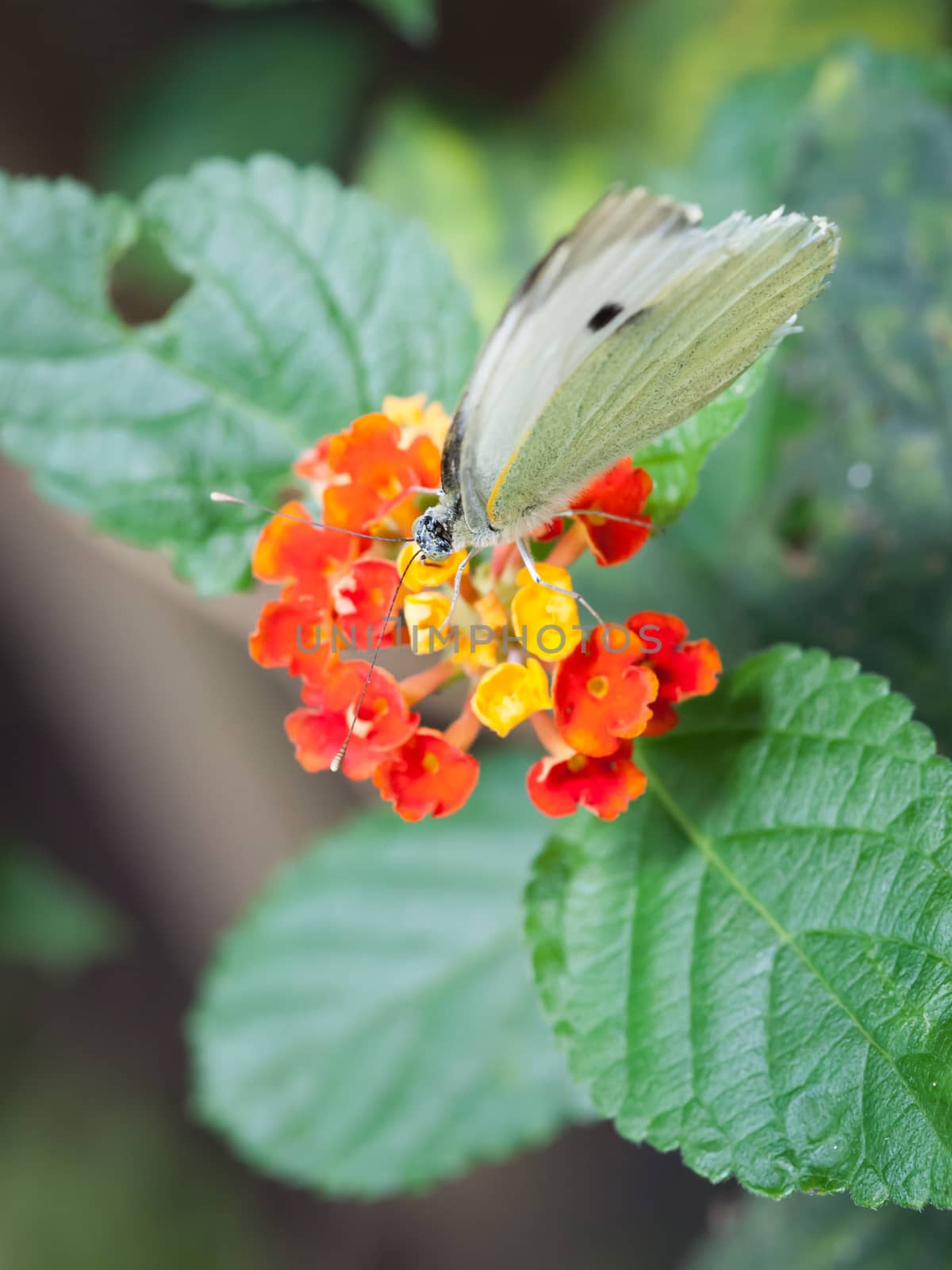 Pieris brassicae butterfly on red and yellow flowers macrophotography