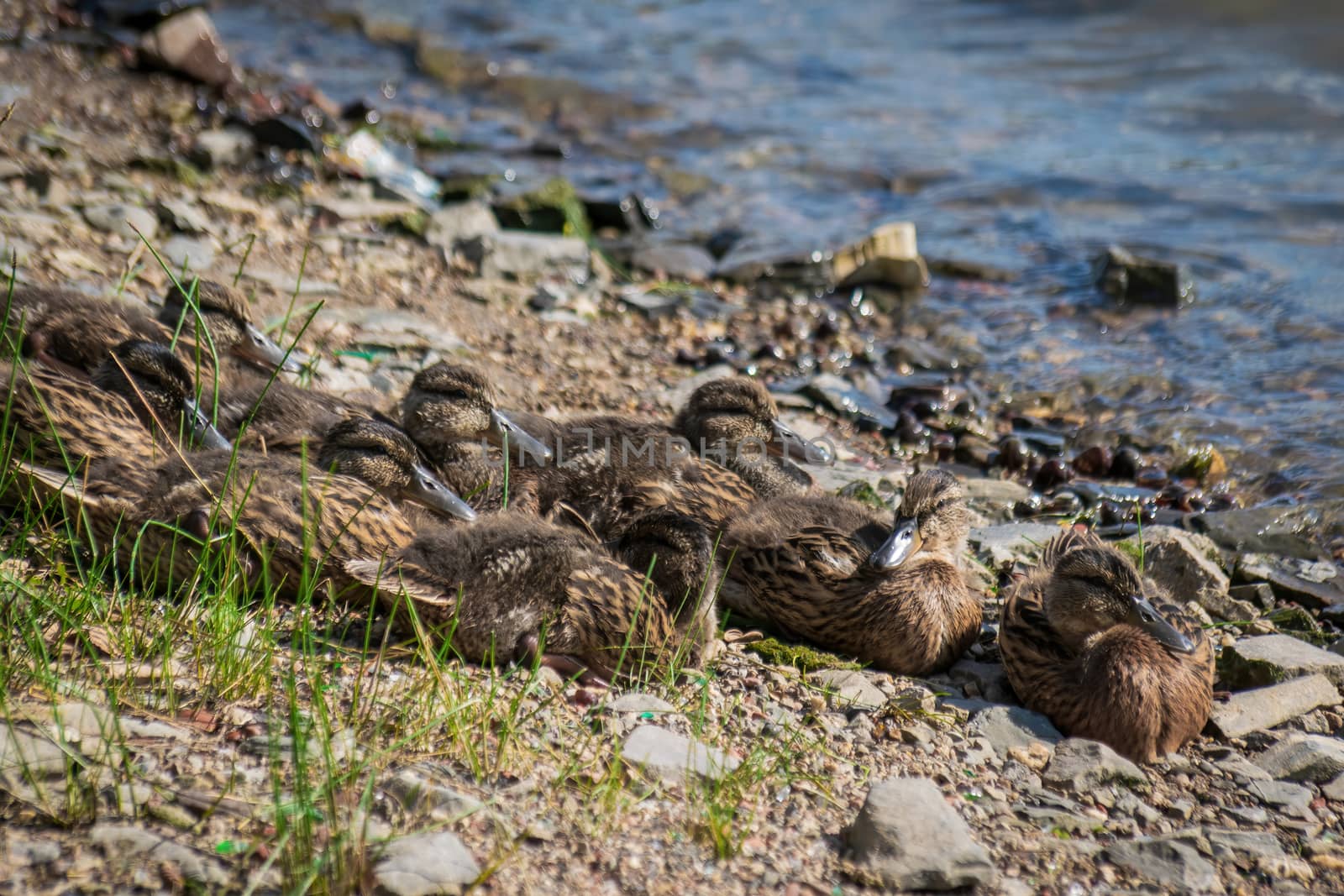 Wild ducks on a summer sunny day in the river.