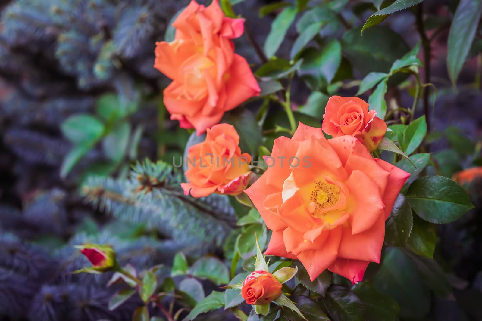 Rose flower close up on a green blurred background.