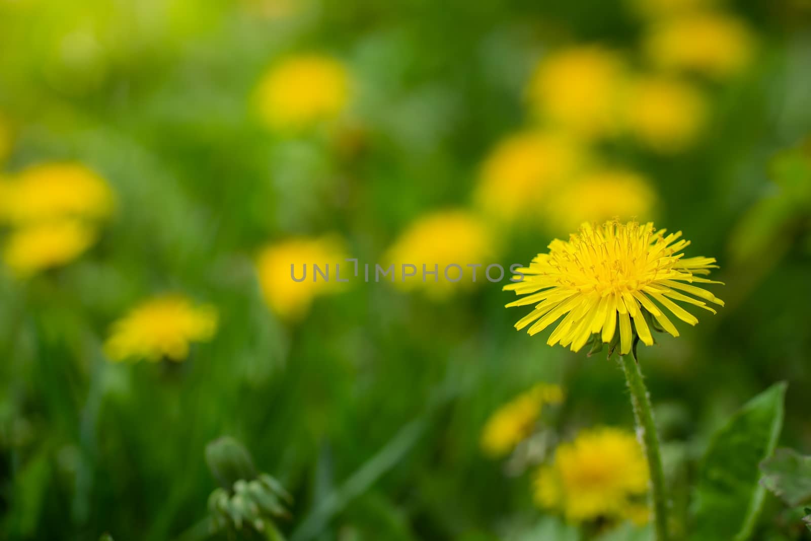 Dandelions close up on a blurred background.