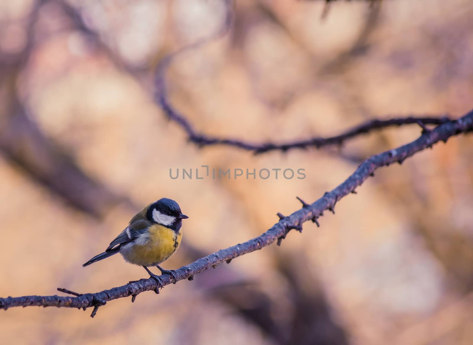 Titmouse on an autumn day sitting on a tree branch.