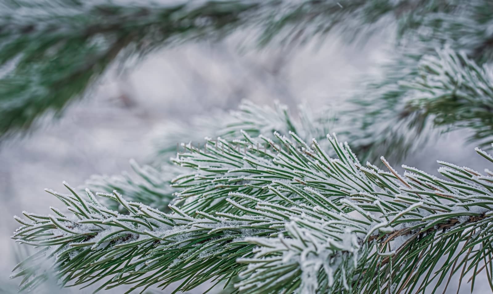 Fir branch in snow on a frosty winter day.