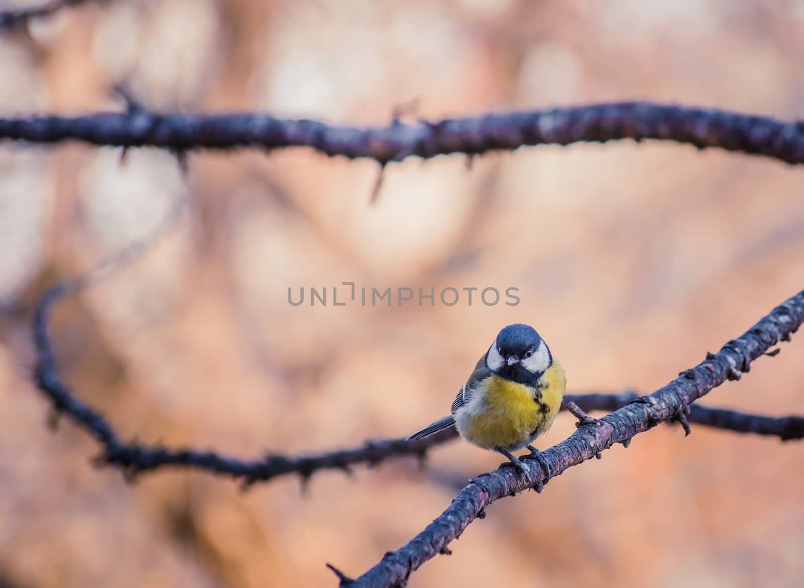 Titmouse on an autumn day sitting on a tree branch.