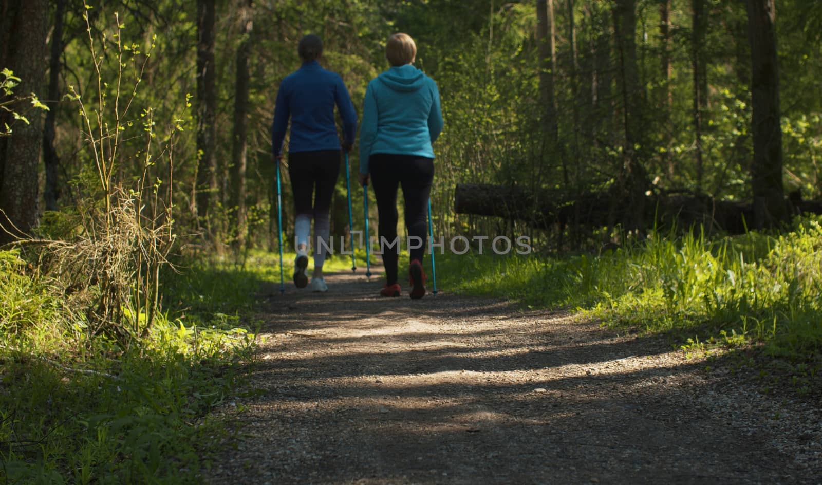 Women exercises in nordic walking in the forest with trekking poles by the dirt road. Rear view. Active and healthy lifestyle concept