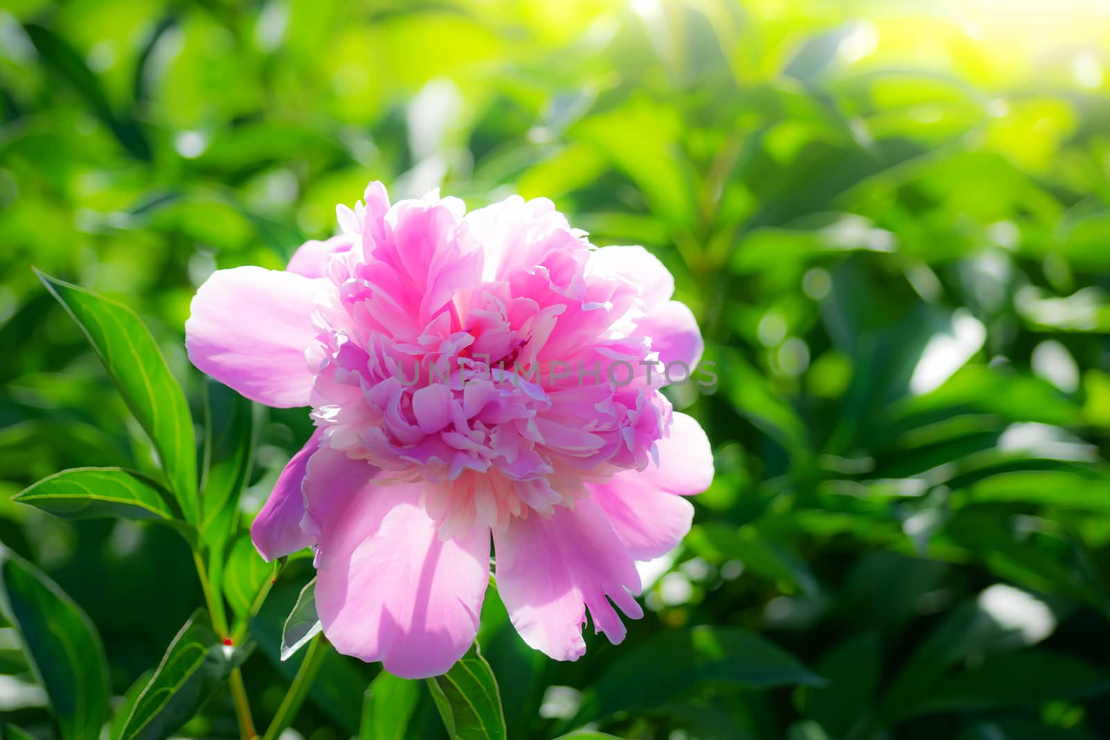 Pink peony flower against the rays of the setting sun on a summer day.