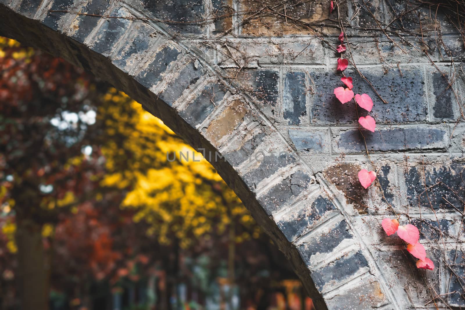 Heart shaped leaves on a brick wall with autumn tree in the background