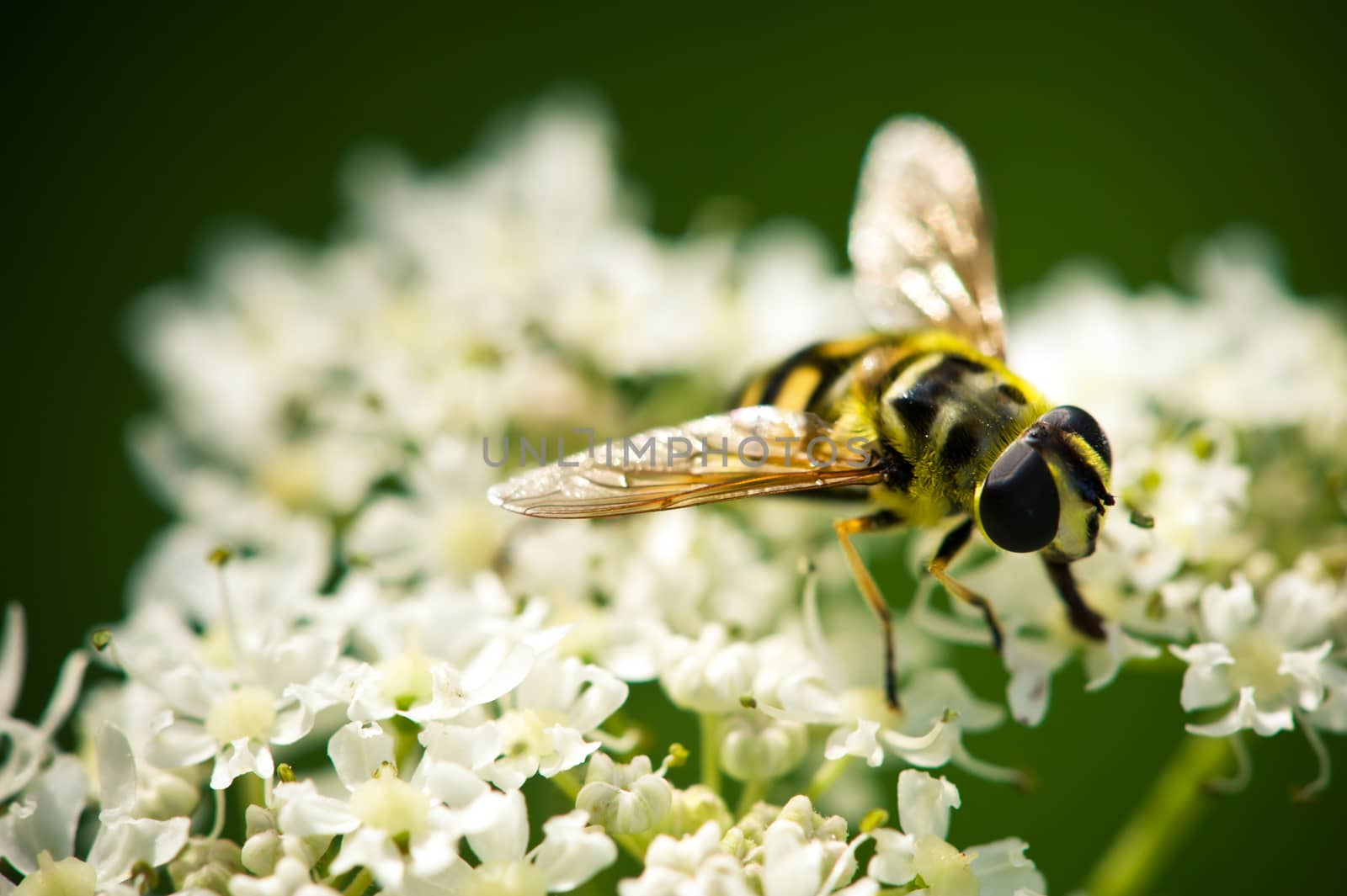 Bee on white flowers close up macrophotography