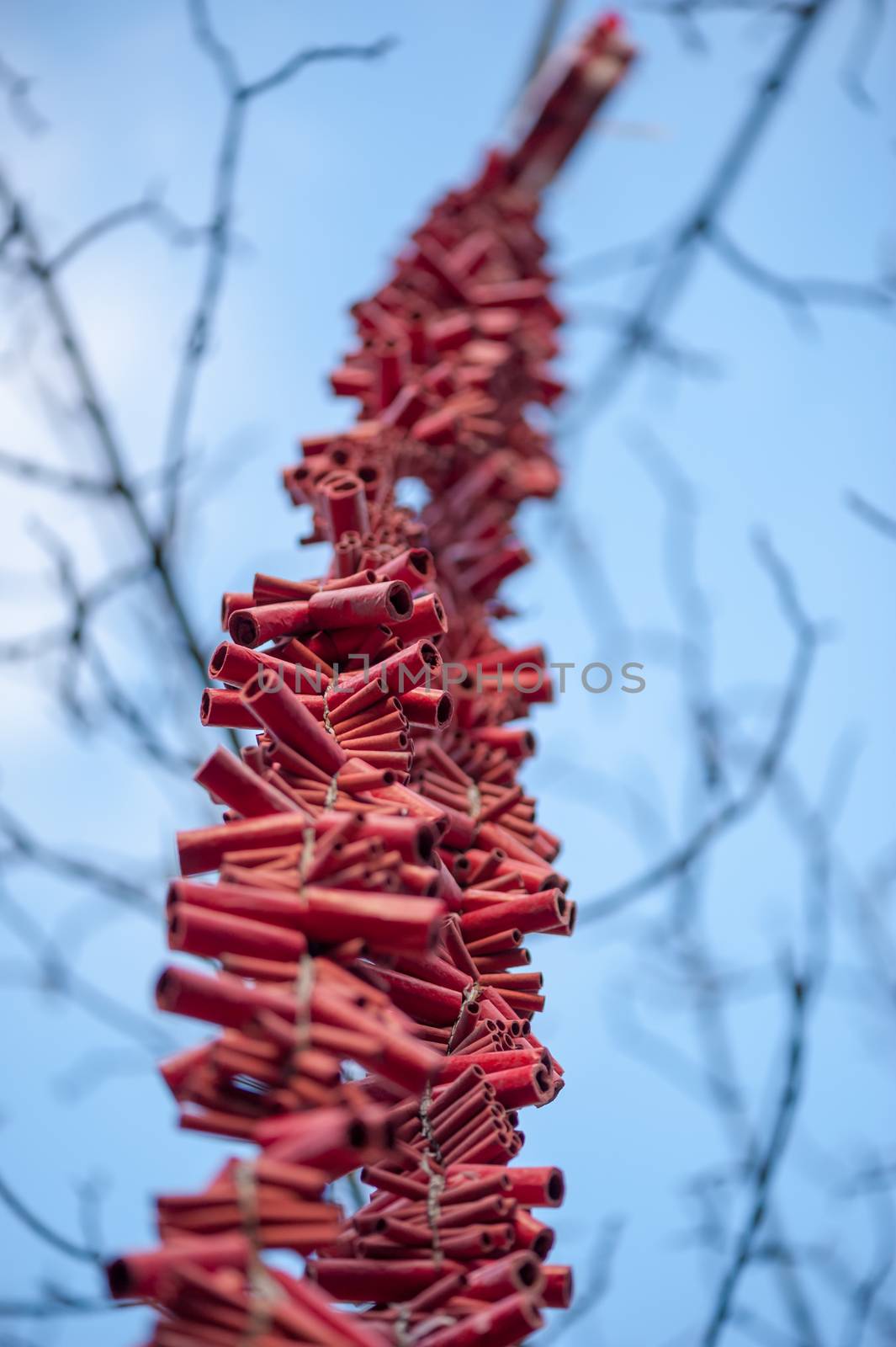 Stripe of red firecrackers hanging  in a tree by LP2Studio