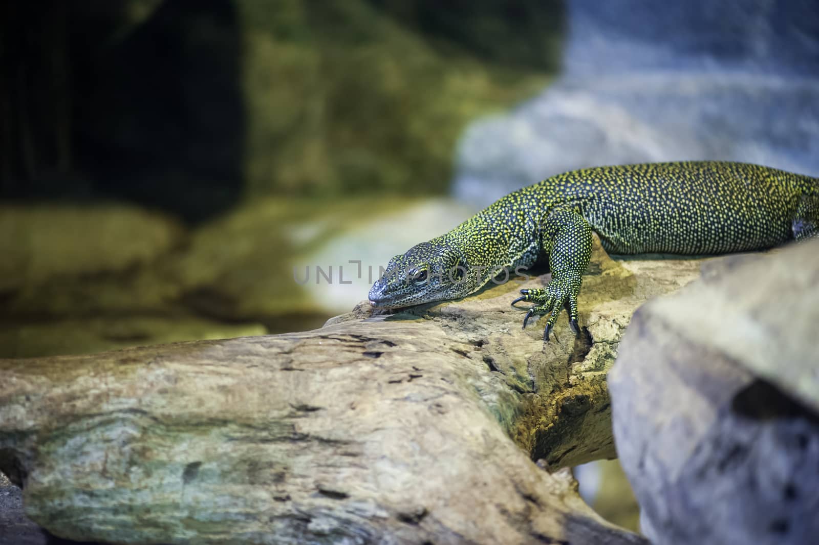 Lizard lying on a rock and looking  at camera
