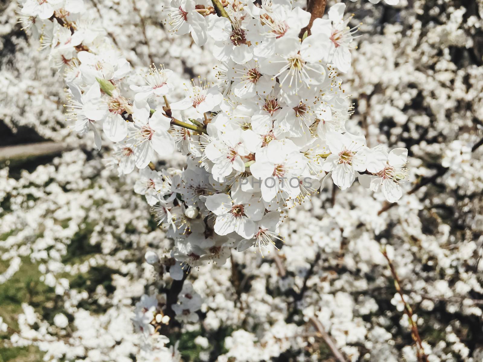 Blooming apple tree flowers in spring as floral background by Anneleven