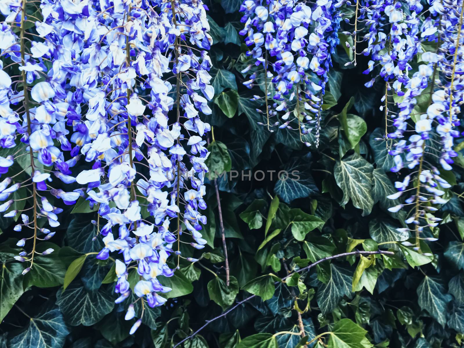 Blue wisteria flowers and leaves in botanical garden as floral background, nature and flowering scenery