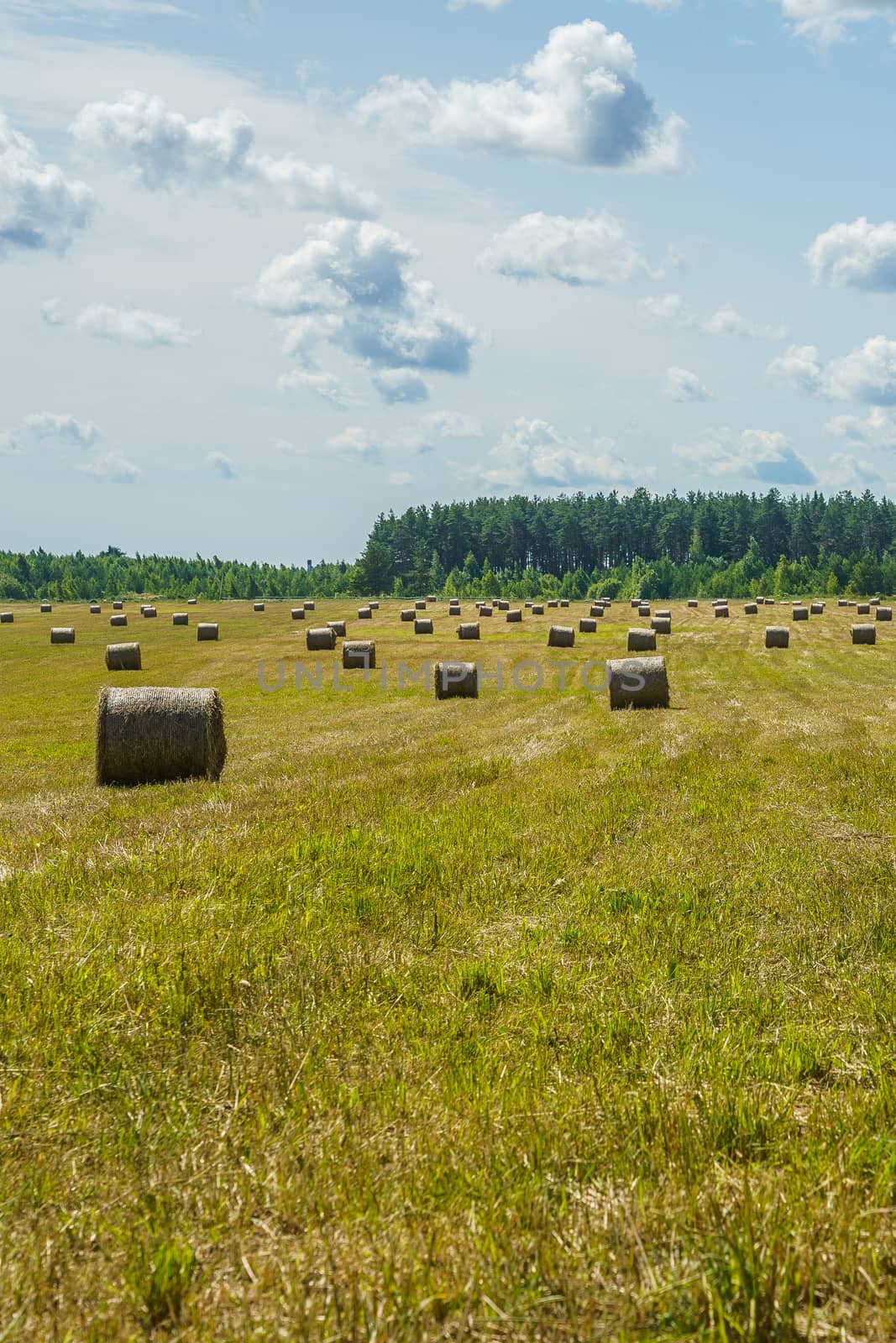 hay rolls on a grass field on a sunny summer day