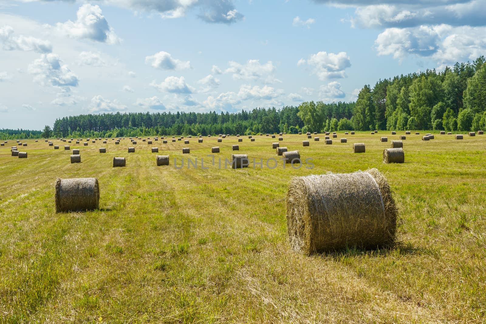 hay rolls on a grass field on a sunny day by VADIM