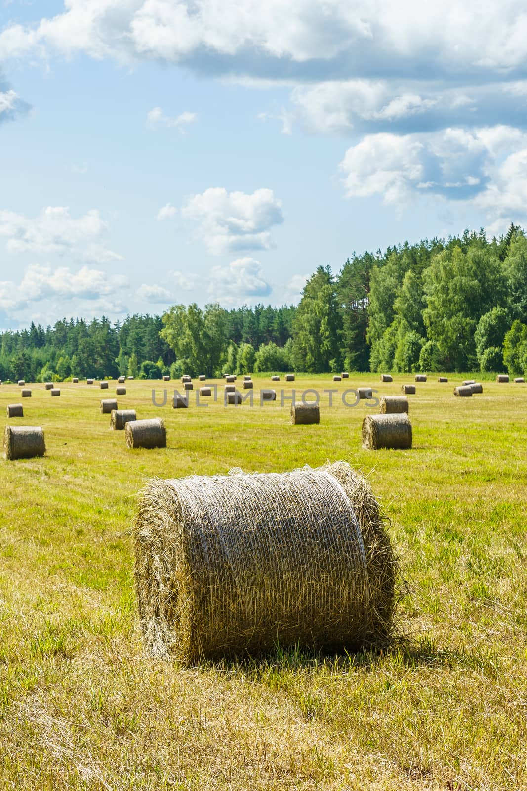 hay rolls on a grass field on a sunny summer day