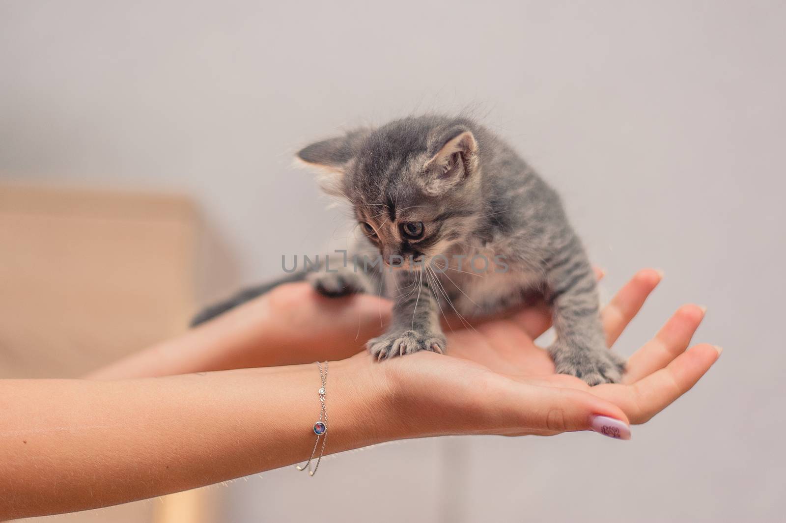 Gray kitten sits on the woman hands