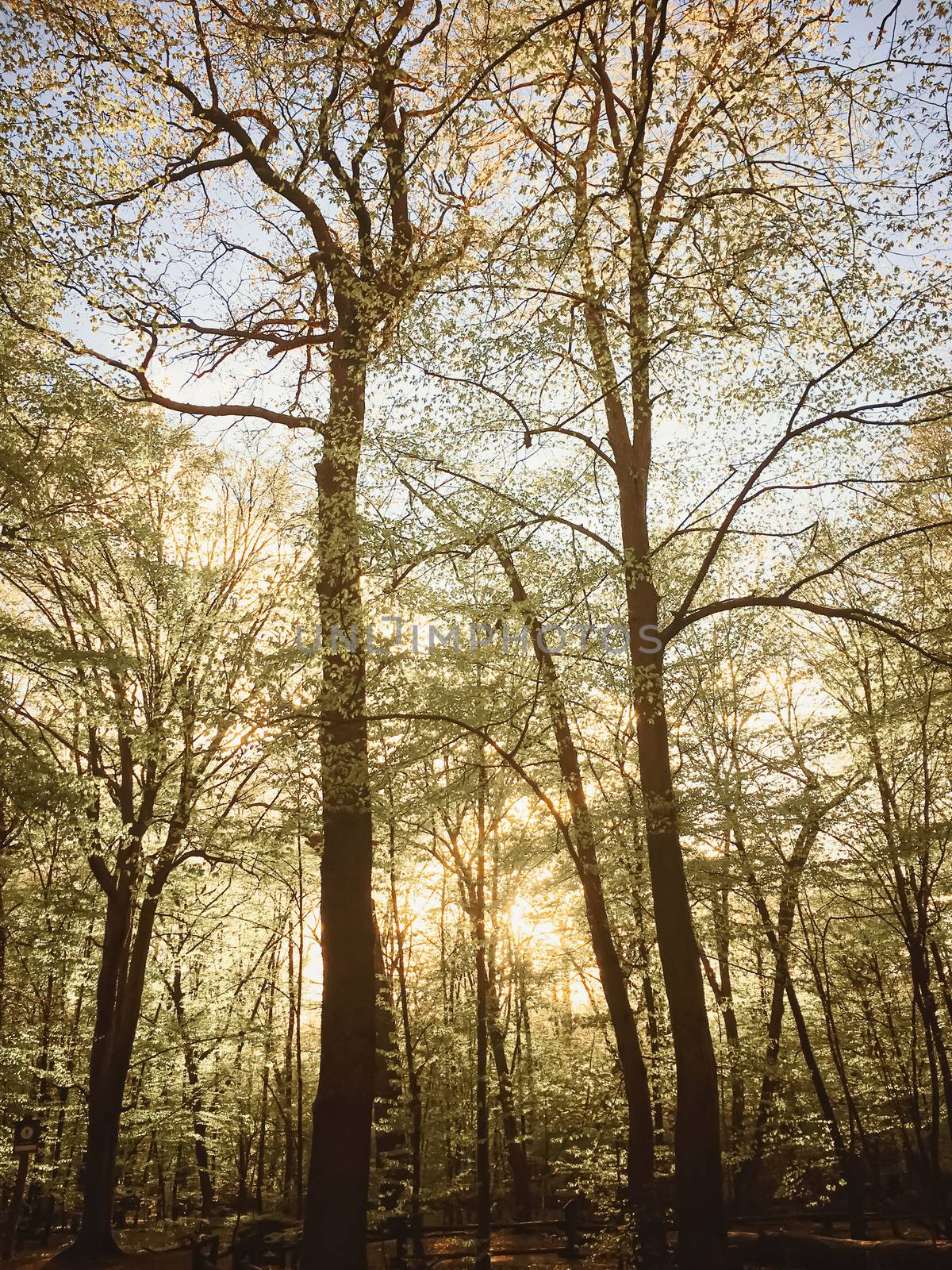 Spring forest landscape at sunset or sunrise by Anneleven