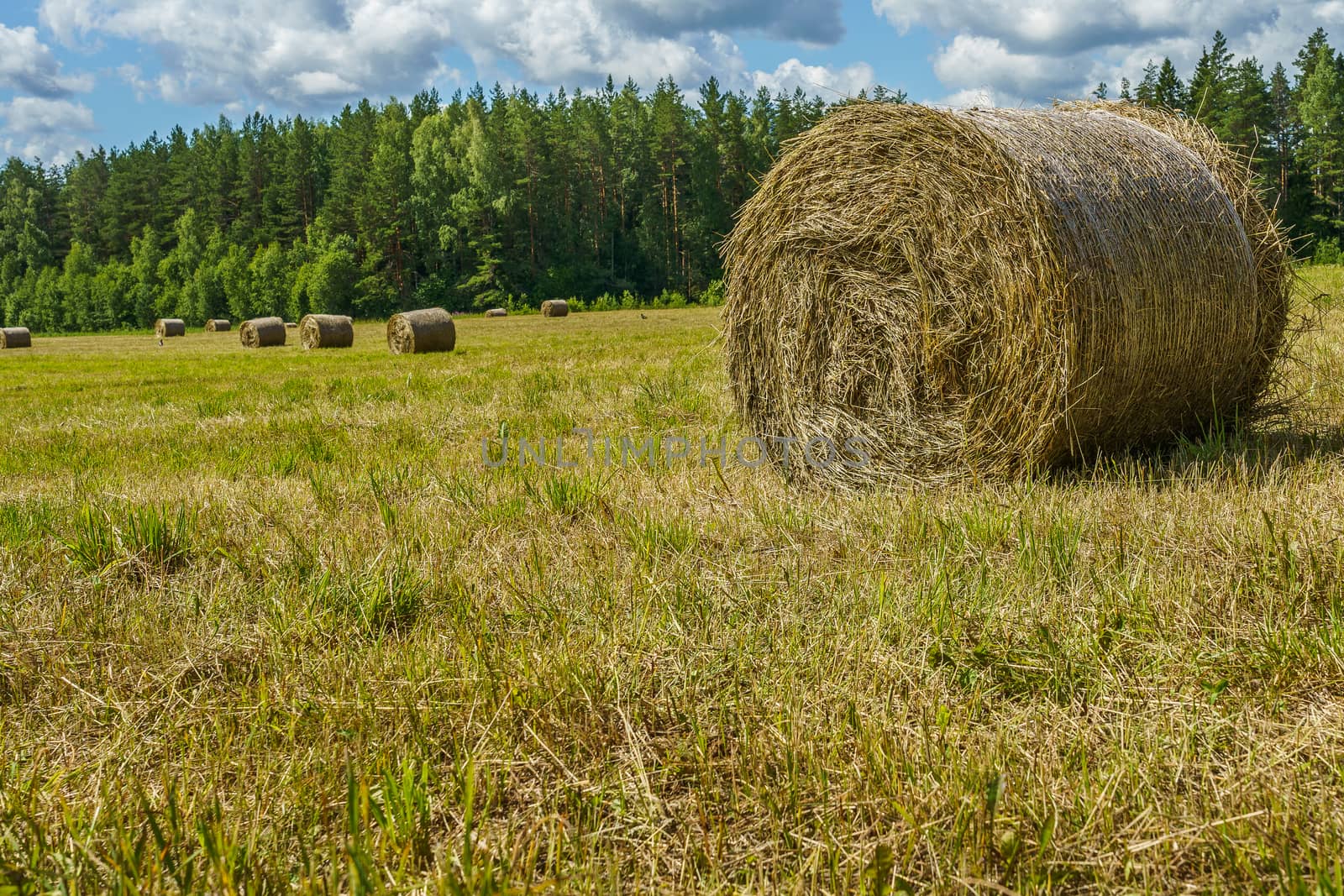 hay rolls on a grass field on a sunny day by VADIM