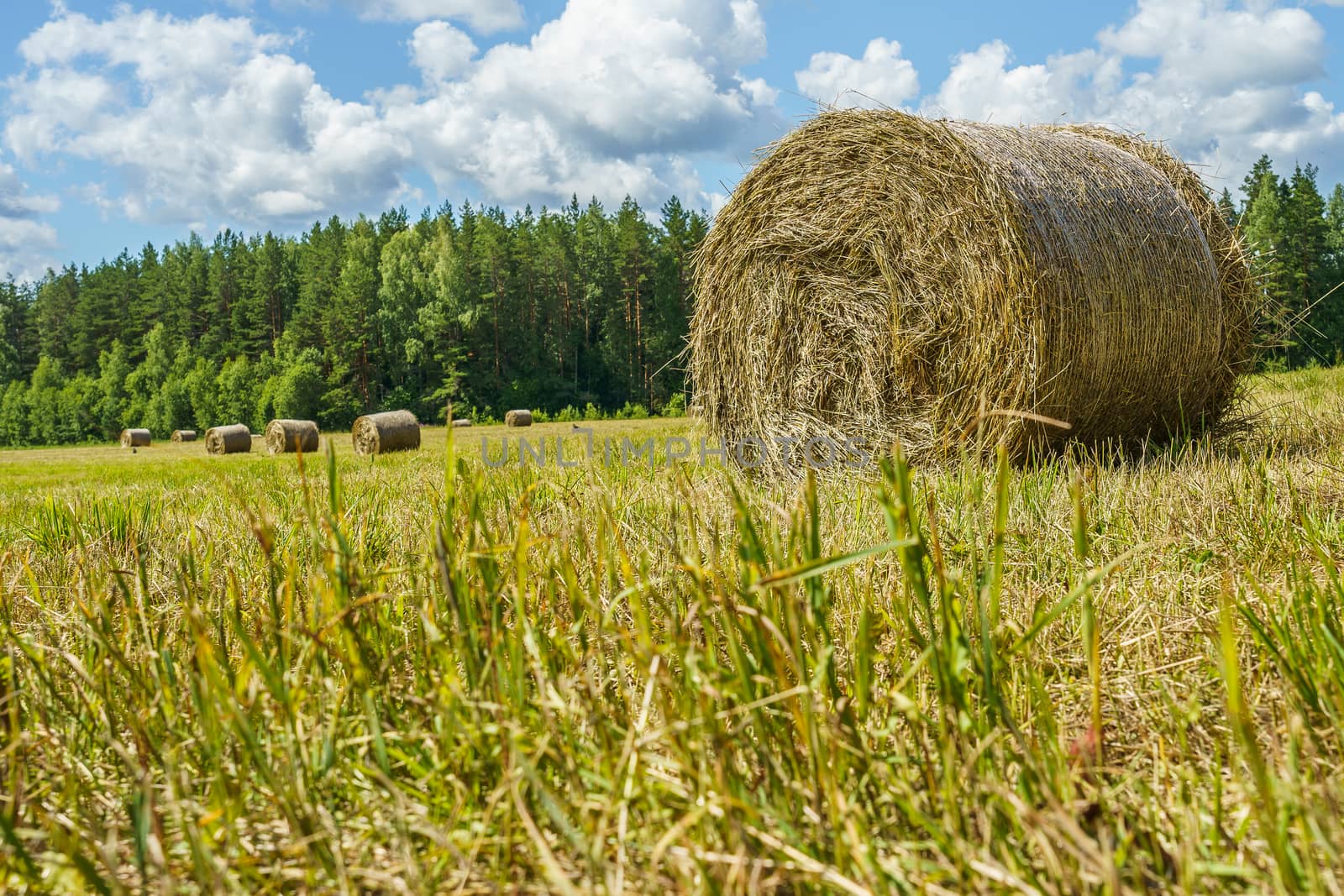 hay rolls on a grass field on a sunny summer day