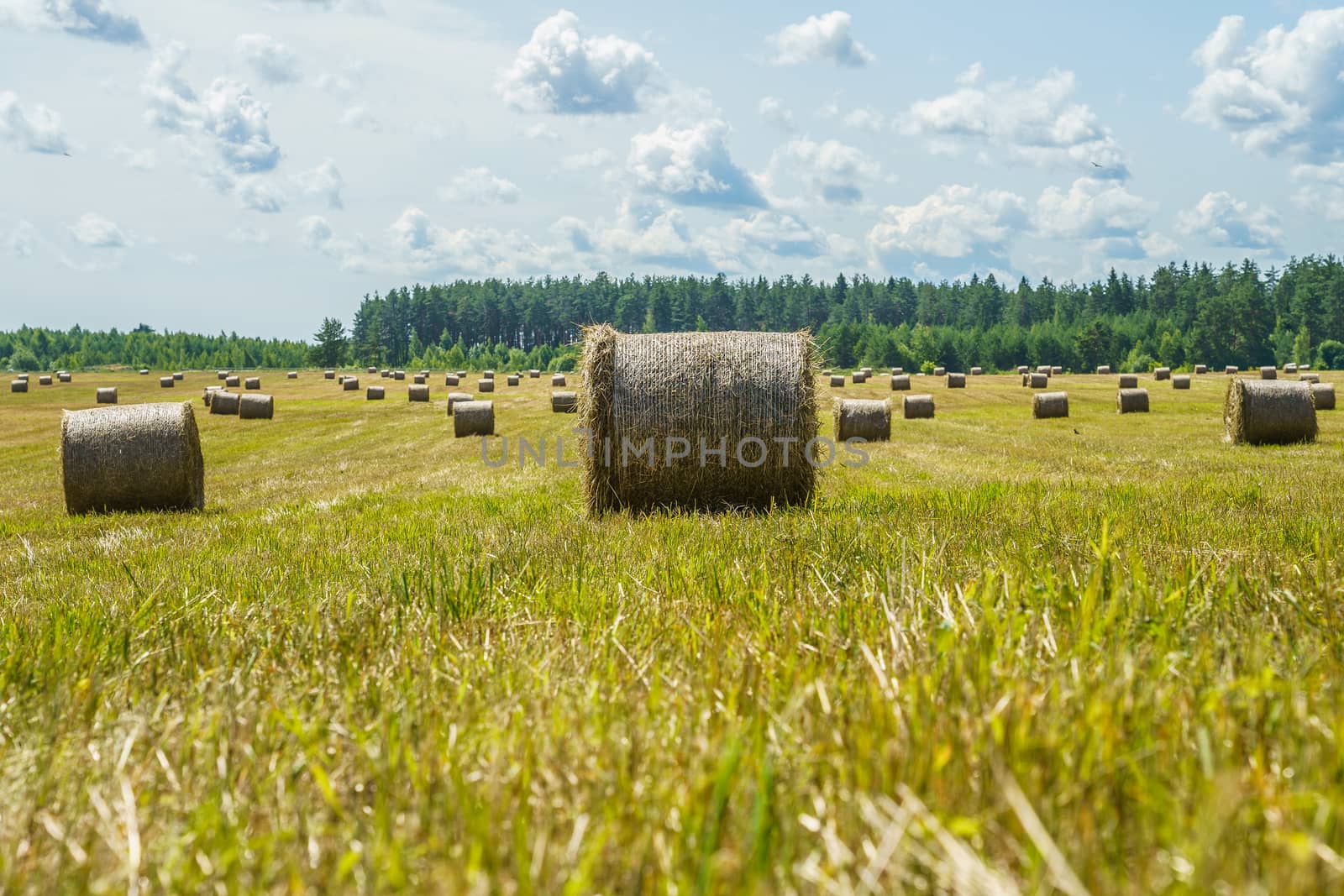 hay rolls on a grass field on a sunny day by VADIM