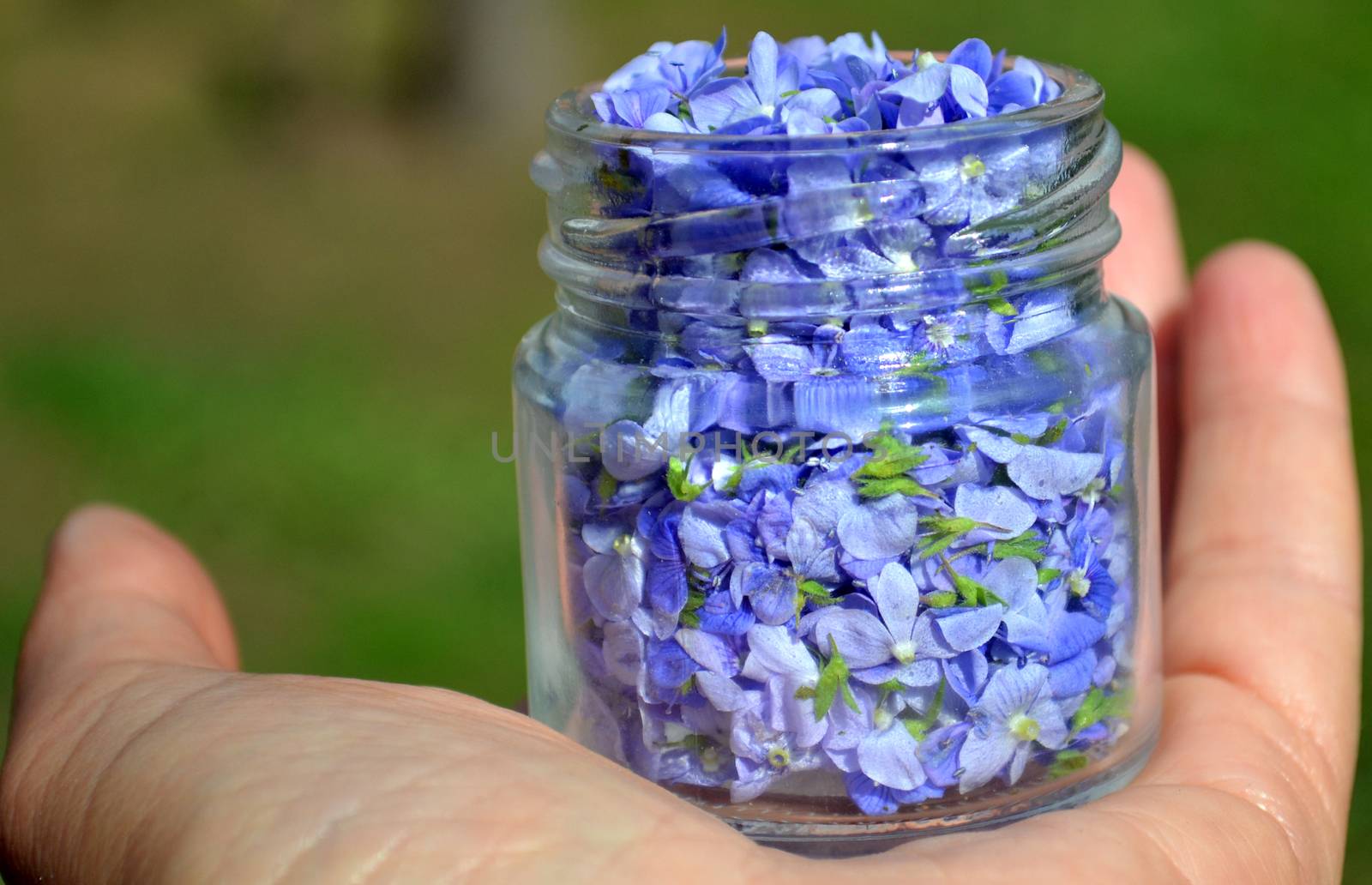 Woman hand hold a small jar with blue flowers