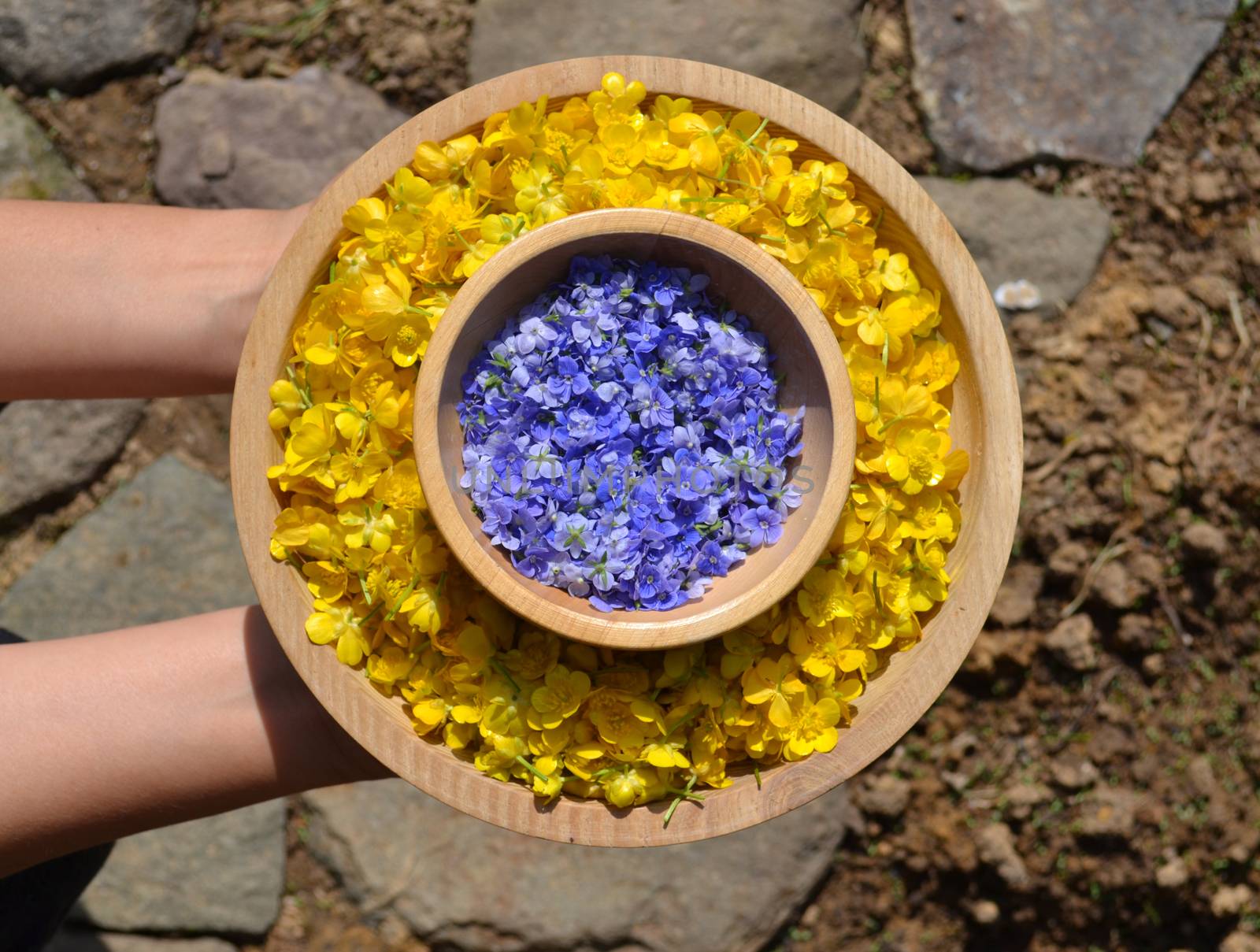 Woman hands hold wooden bowls with yellow and blue flowers